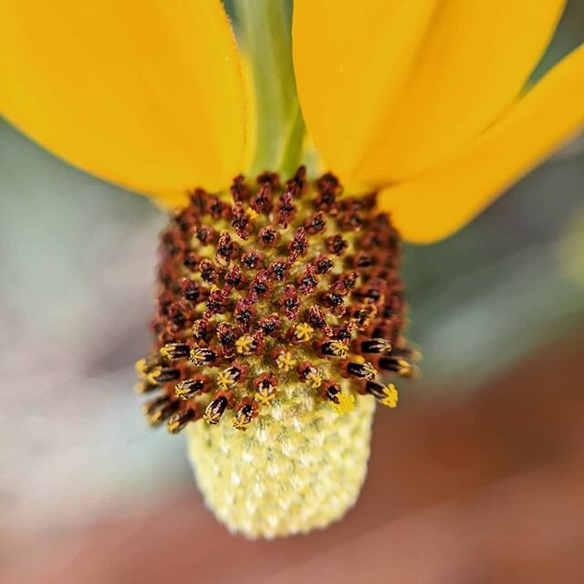 Did you know that flowers in the sunflower family, like this Mexican hat blossom, are actually a collection of flowers? 🌻

The large petals are actually eat flower that call the attention of pollinators to the blossom. The center is called a disk an
