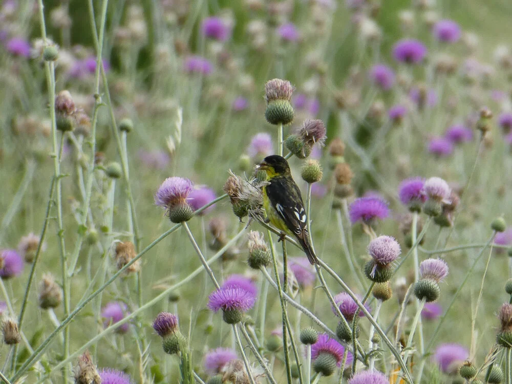 Audubon Talk featuring Phil Hardberger Park