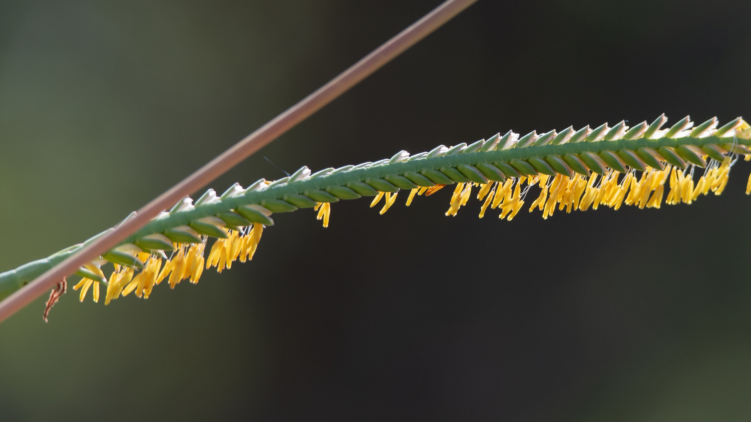 Virtual Nature Walk: Grasses of Phil Hardberger Park