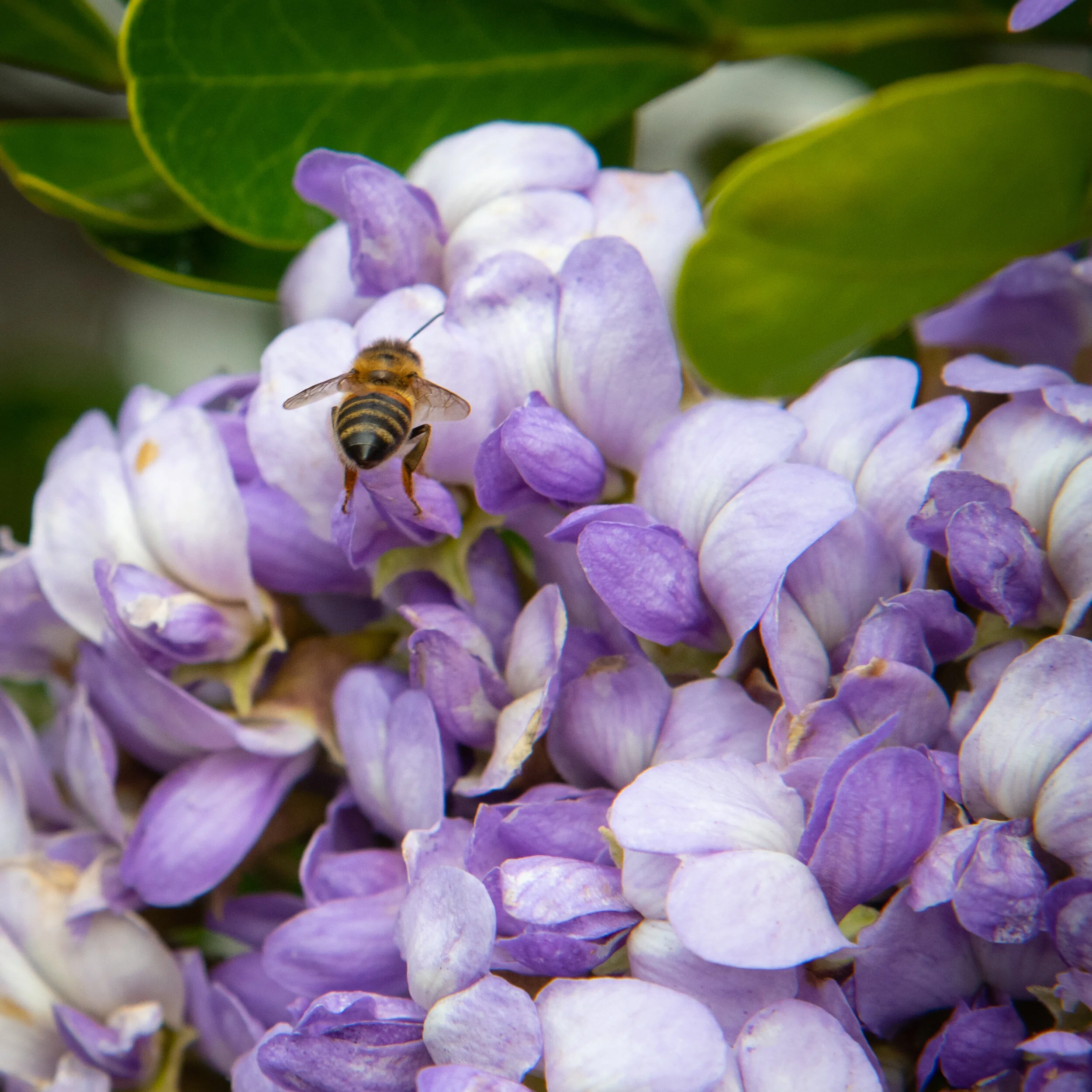 mountain-laurel-ts-10.jpg