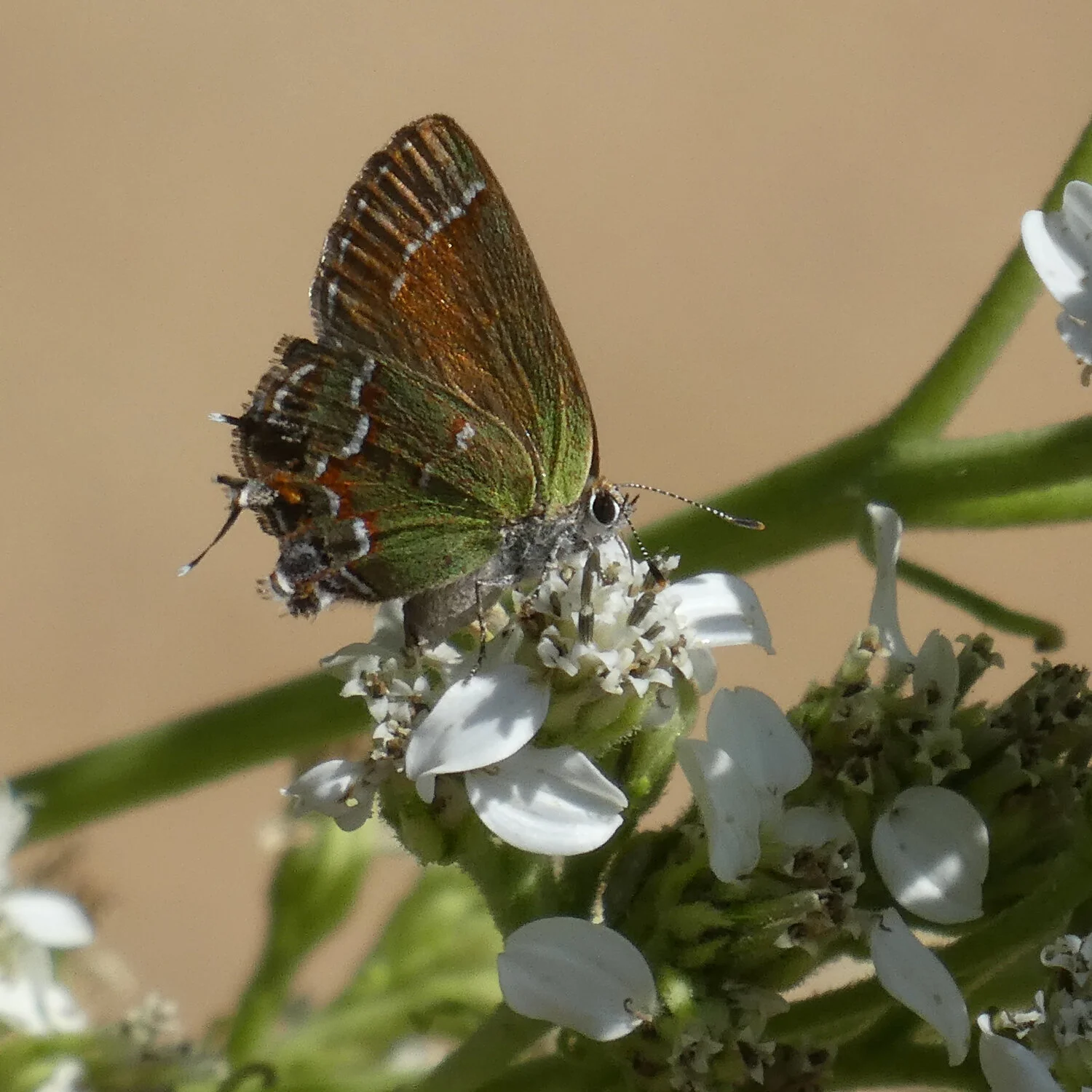 Butterflies and Native Plants: Making Connections