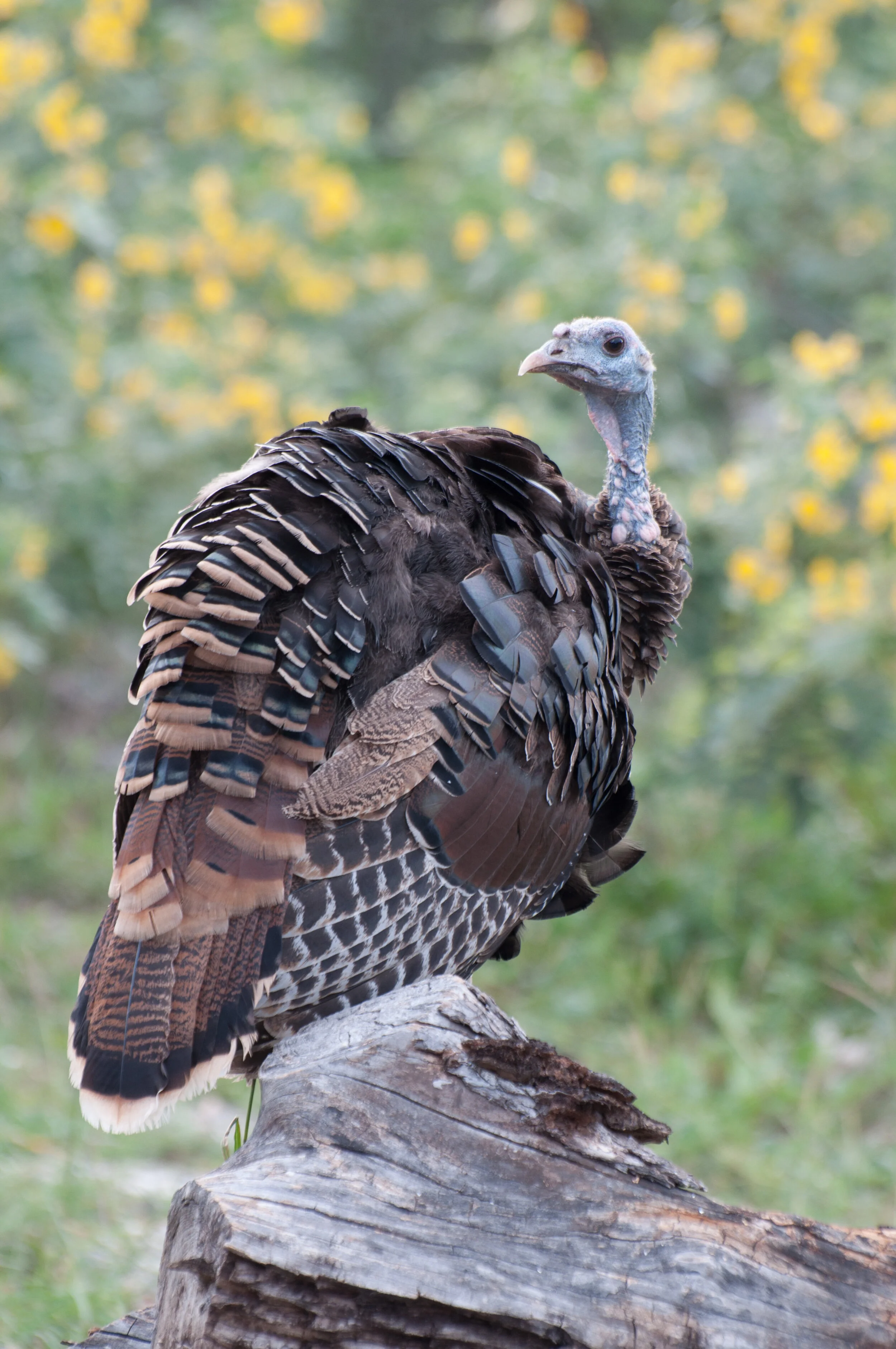 Starting Out Wild: Talkin Turkey