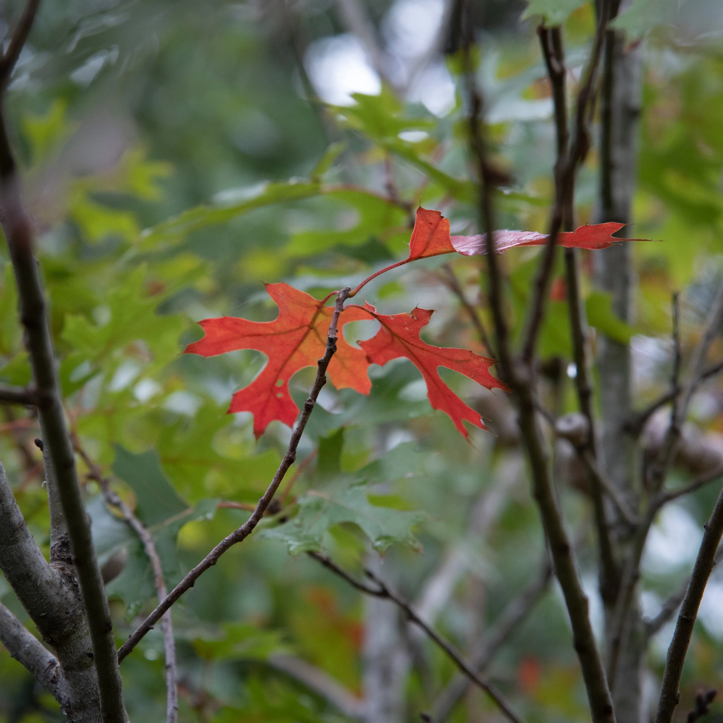Middle School Nature Exploration: Leaves