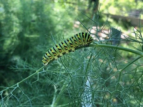 Nature Talk: Growing Herbs for Attracting Pollinators