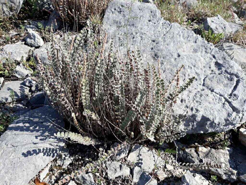 Virtual Nature Walk: Rocks, Soil, &amp; Plants