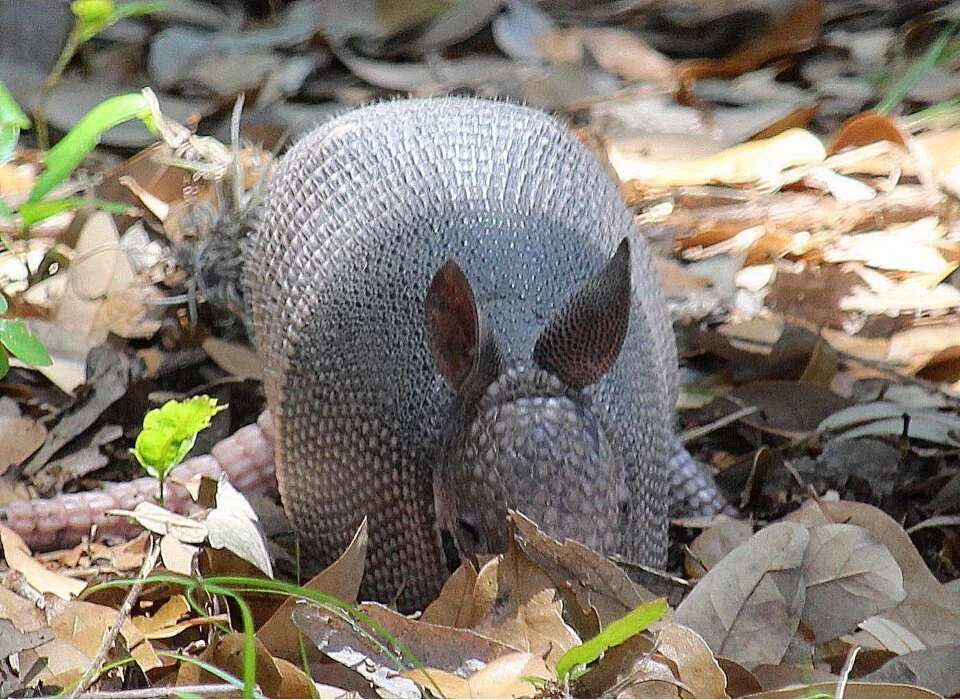 Middle School Nature Connection: Animal Adaptations