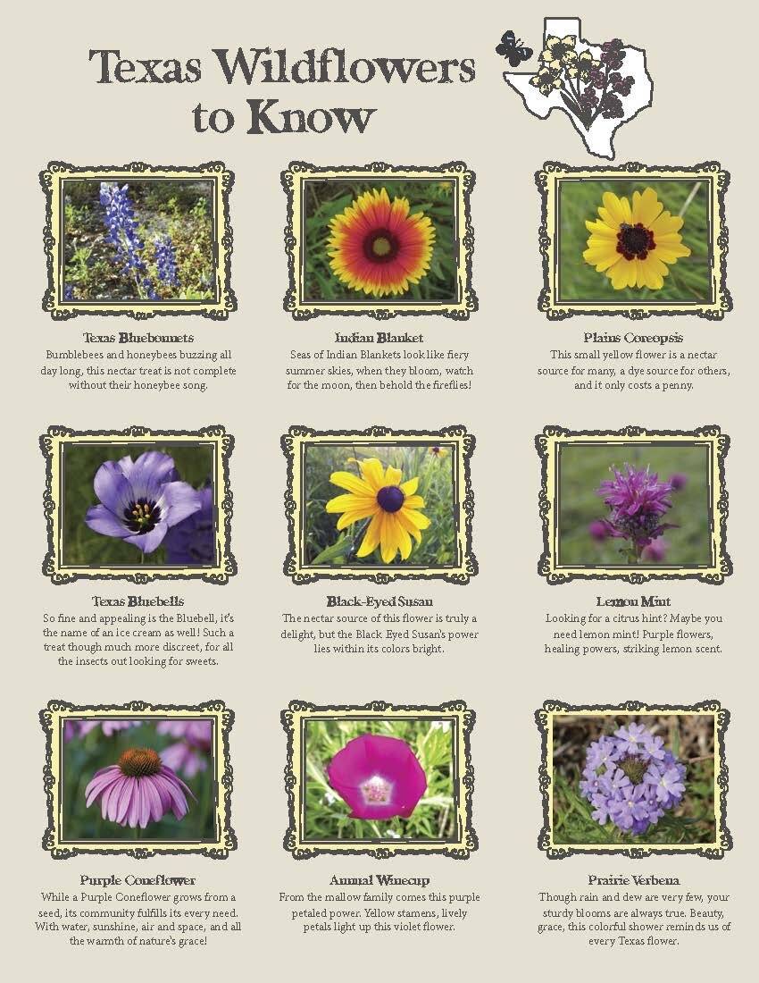Wildflower Guide — Phil Hardberger Park Conservancy