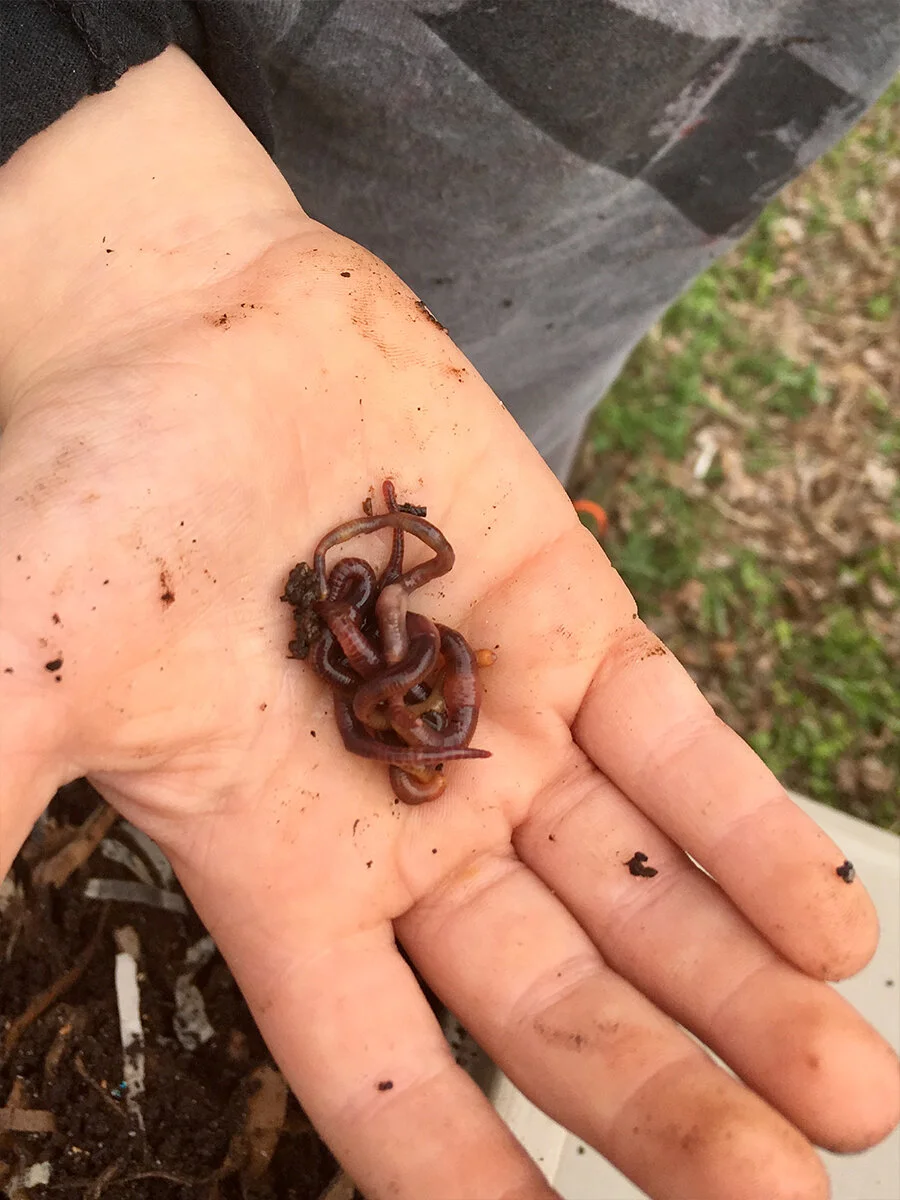 Growing Up Wild: Worms