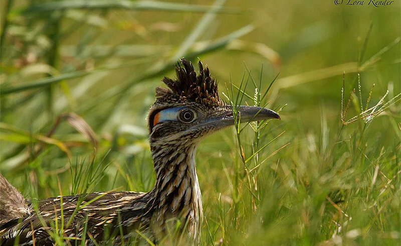 San Antonio becomes Bird City! 