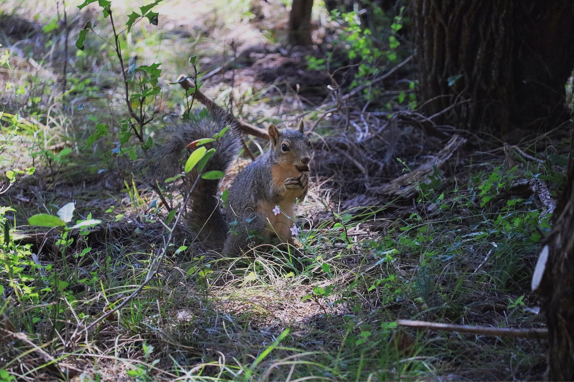 Virtual Nature Talk: The Critters Around Us