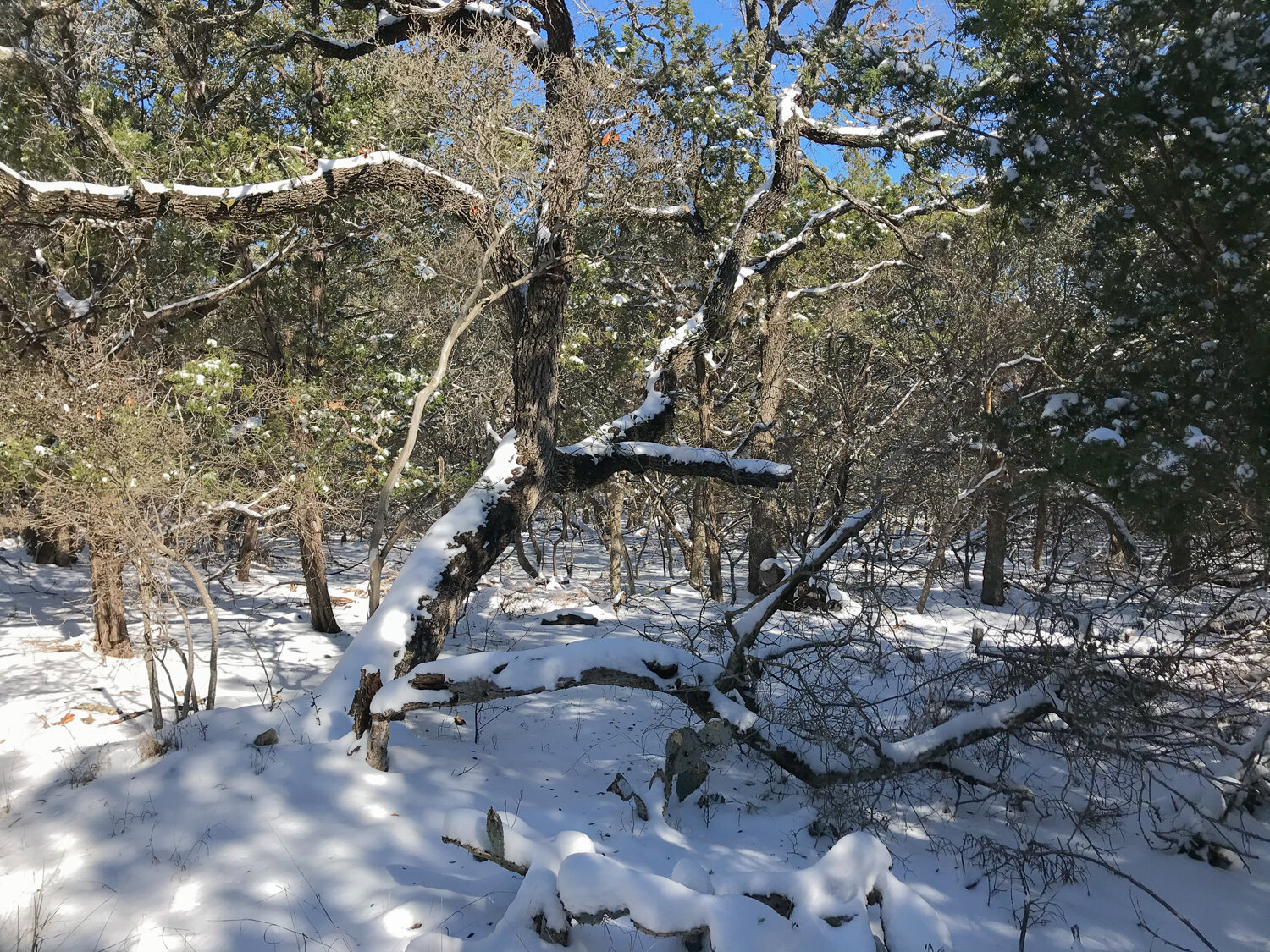 Trees in snow