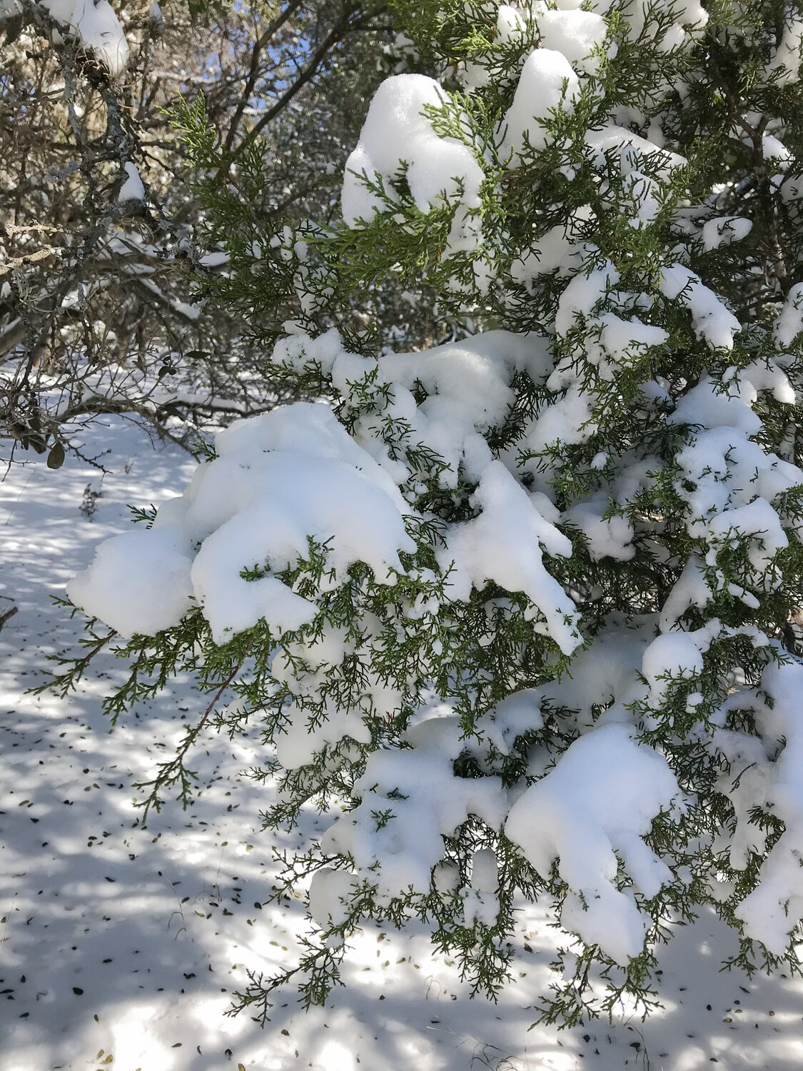 Cedar in snow