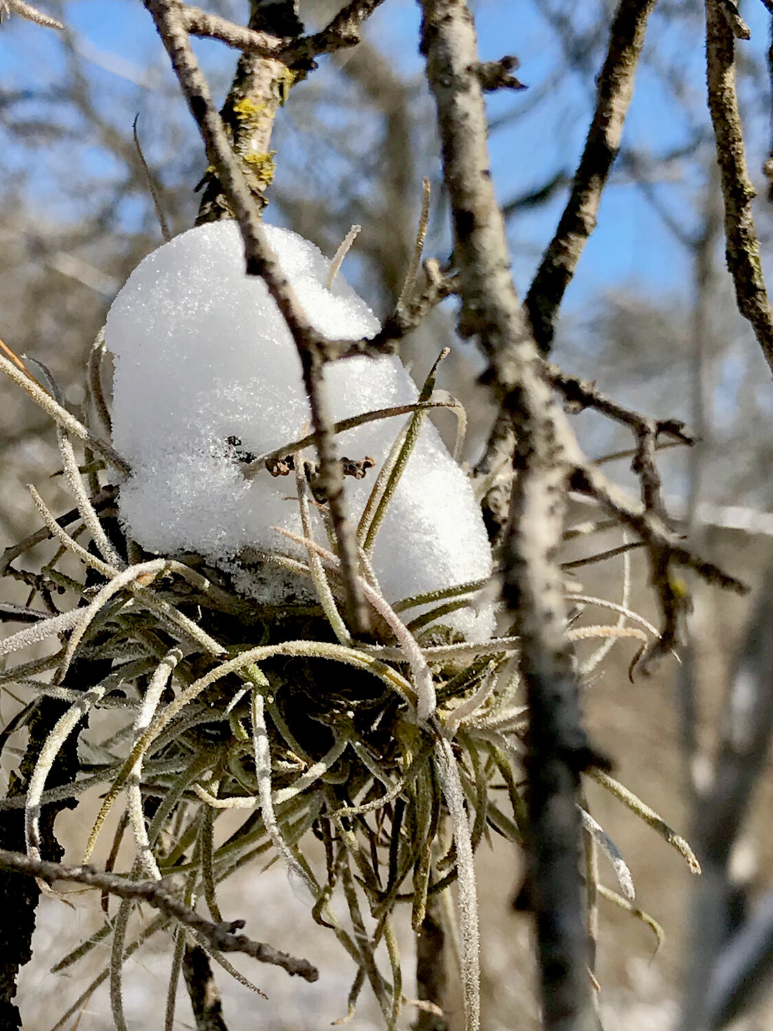Ball Moss in snow