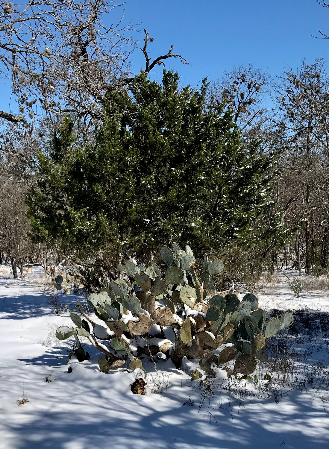 Prickley Pear Cactus in snow