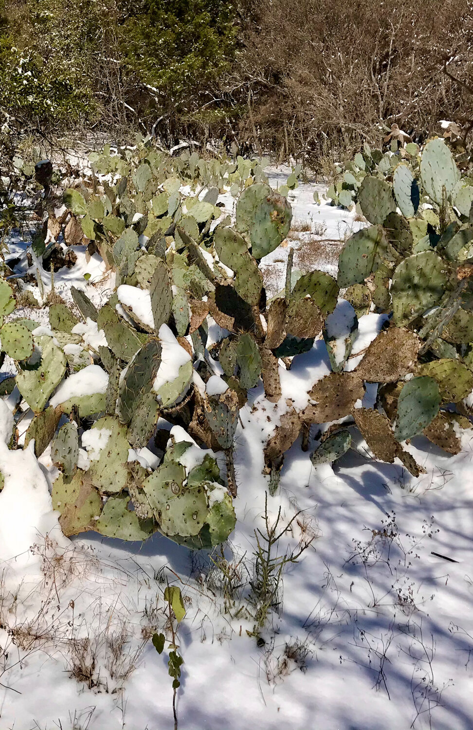 Cactus in the snow