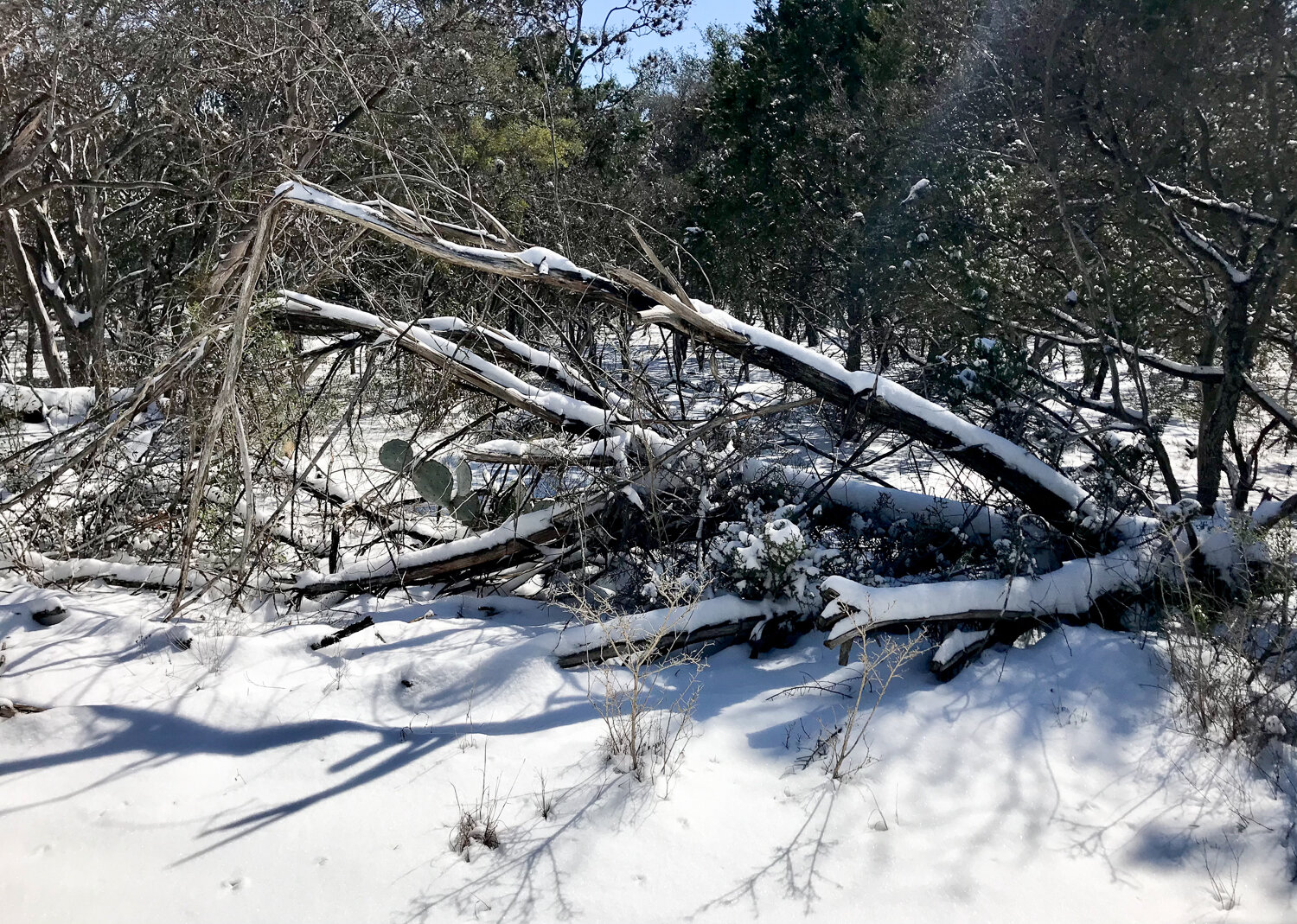 Logs in snow