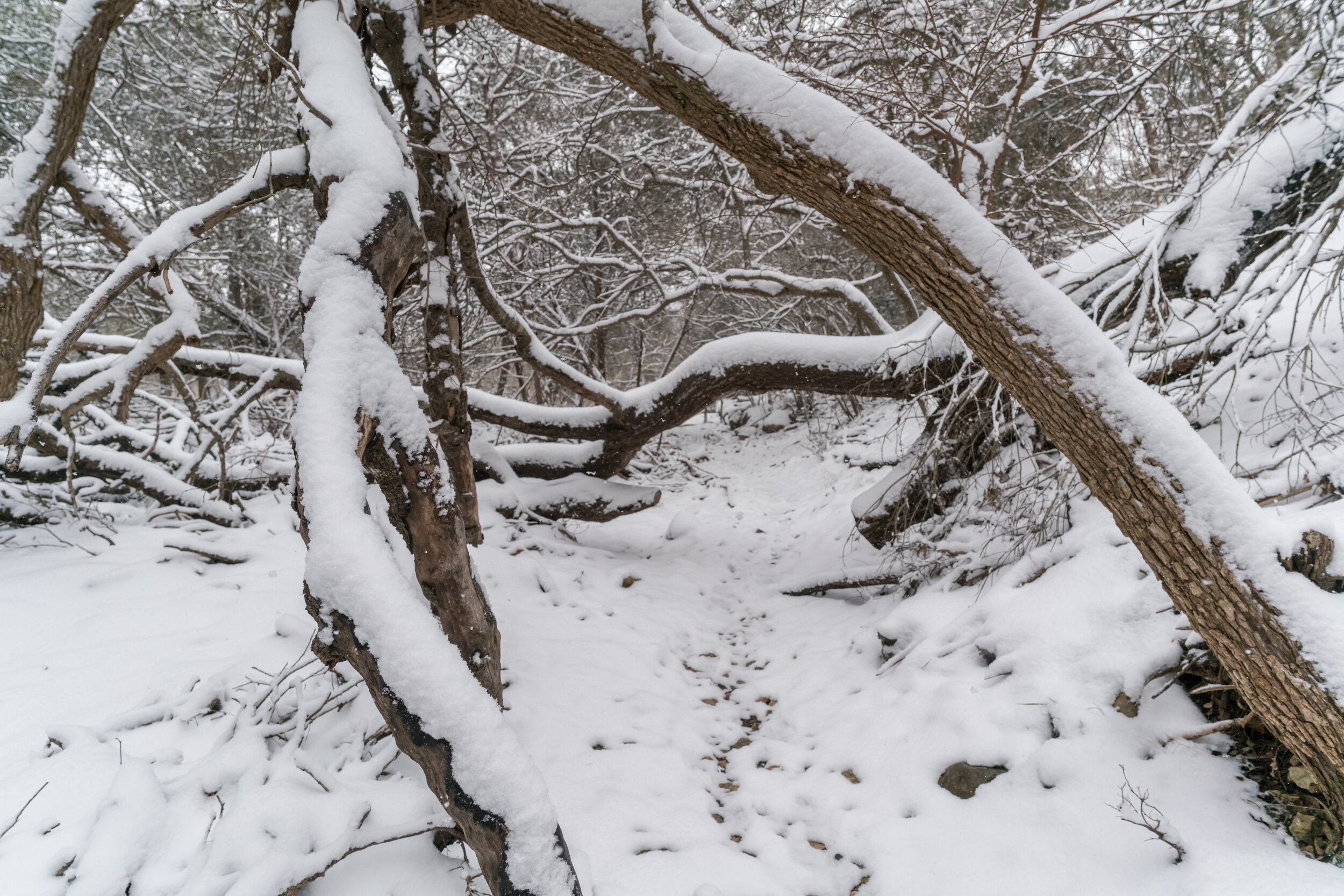 Snow in the Park