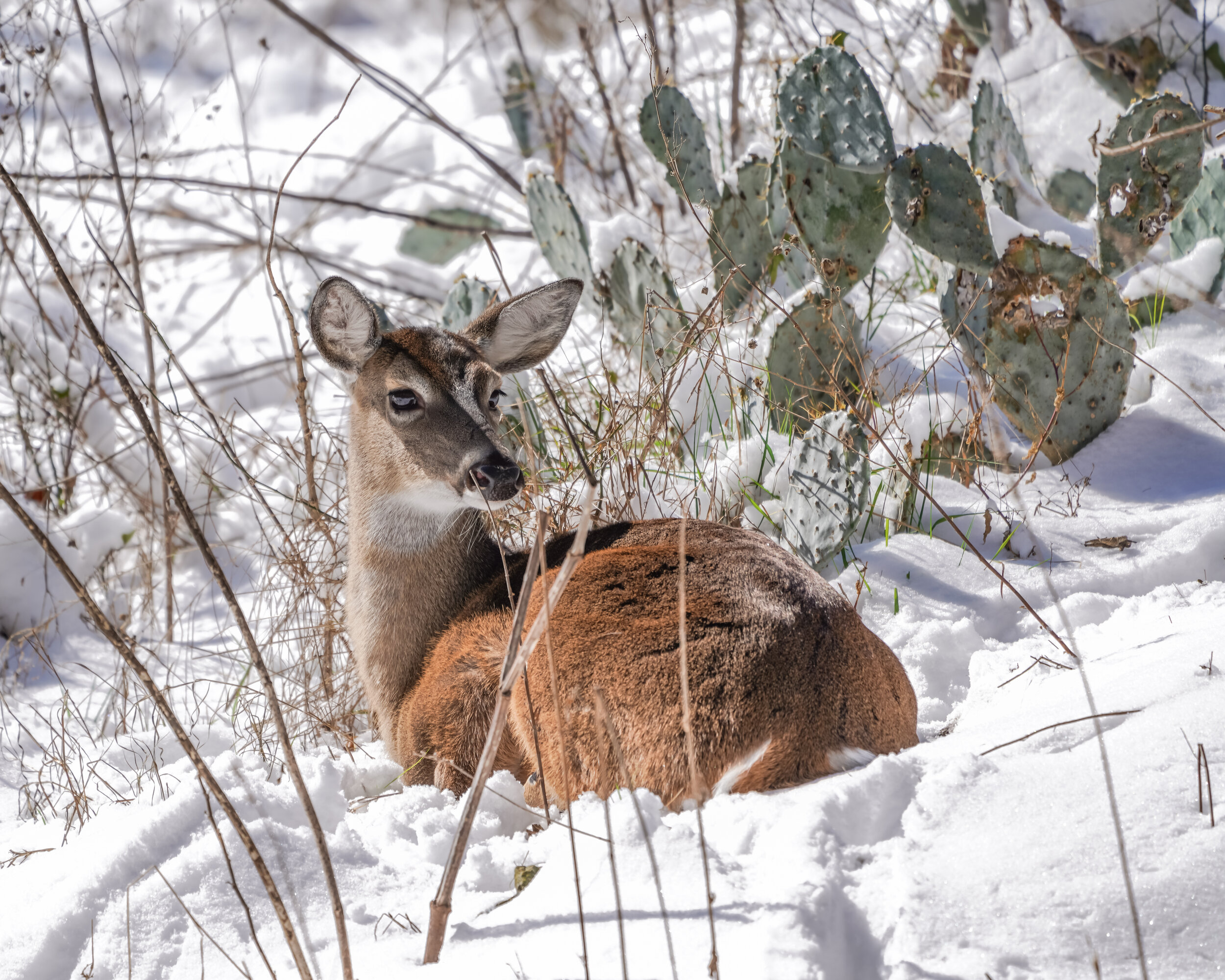 Deer in snow