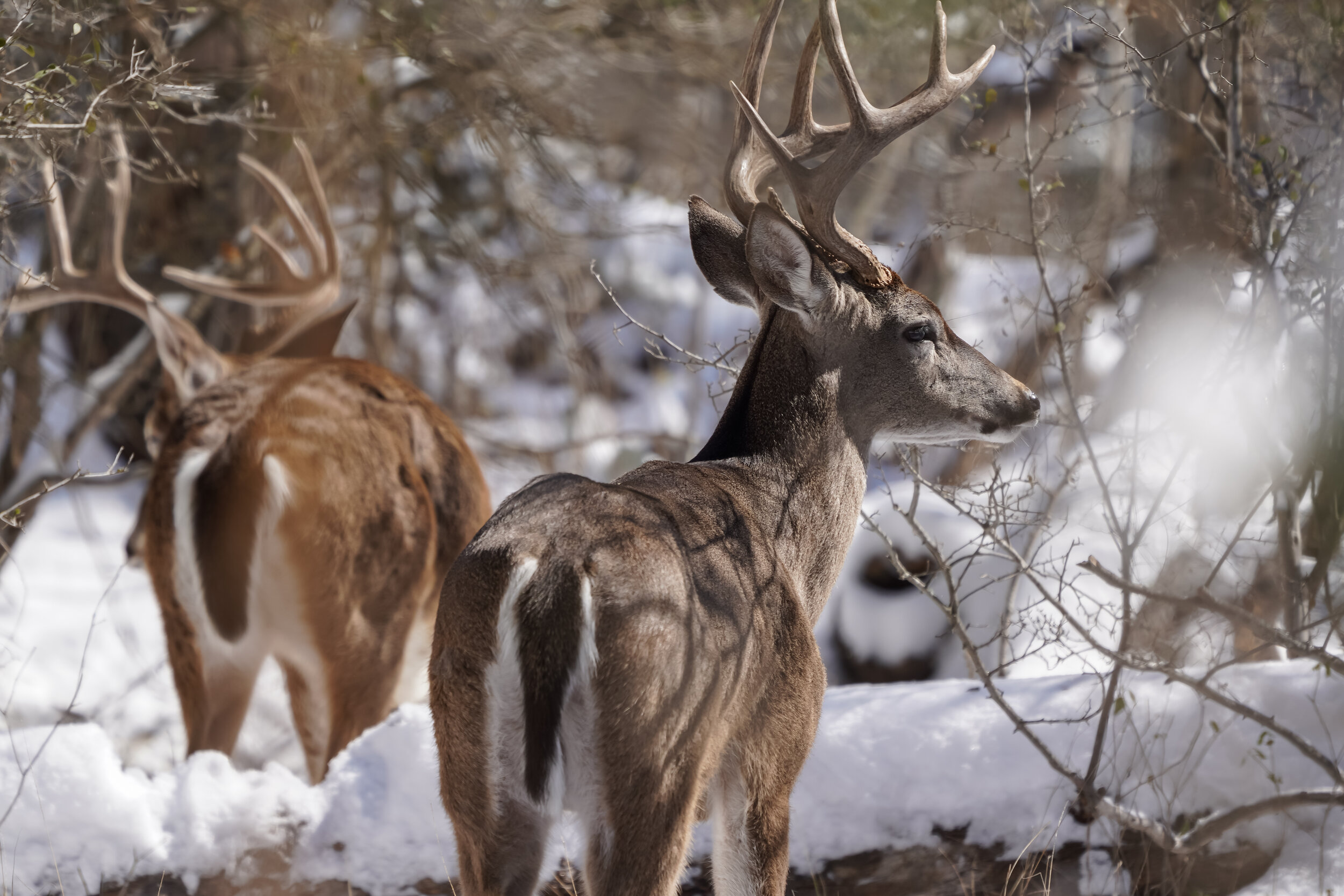 Bucks in snow