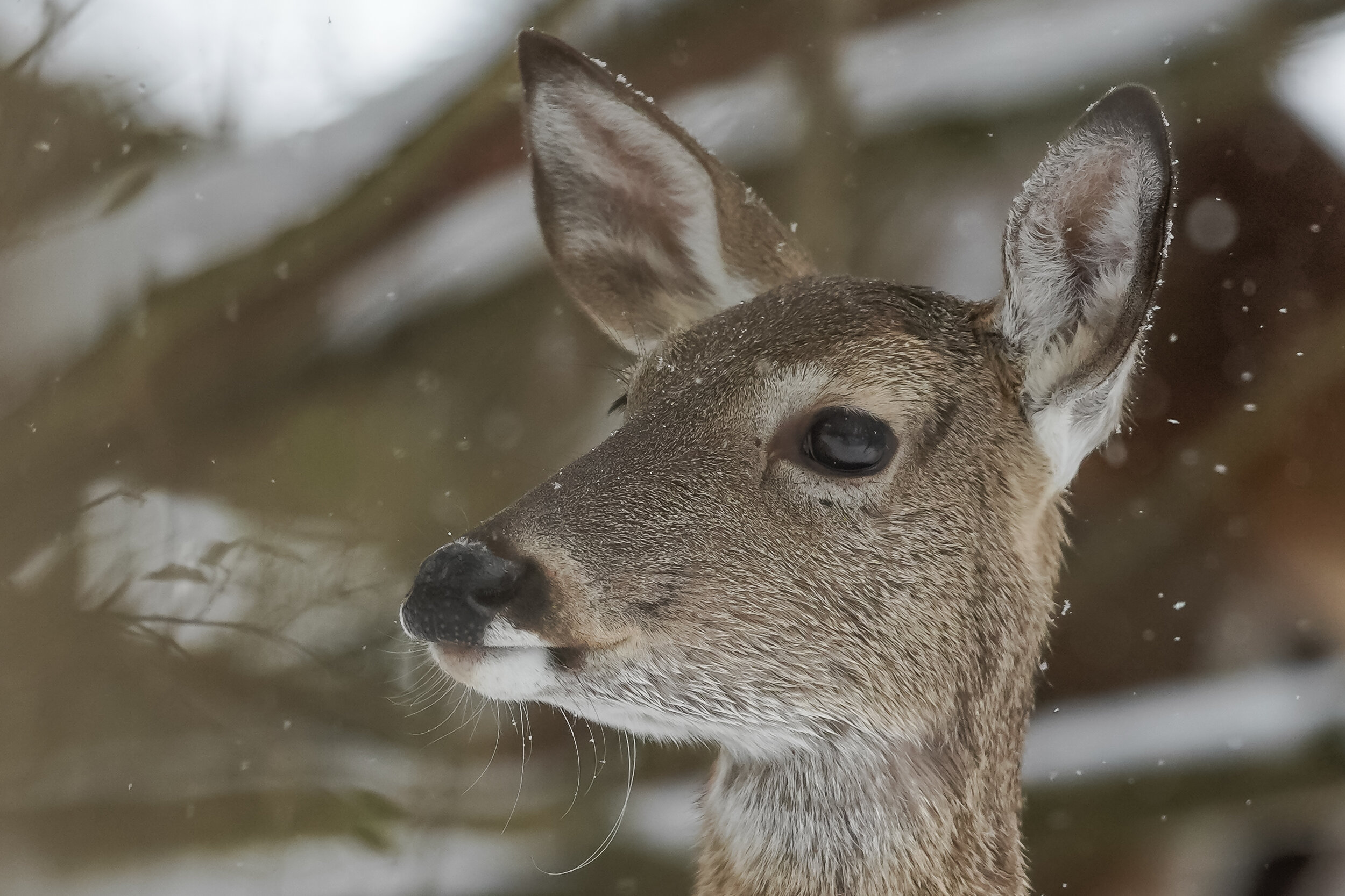 Close up doe in snow