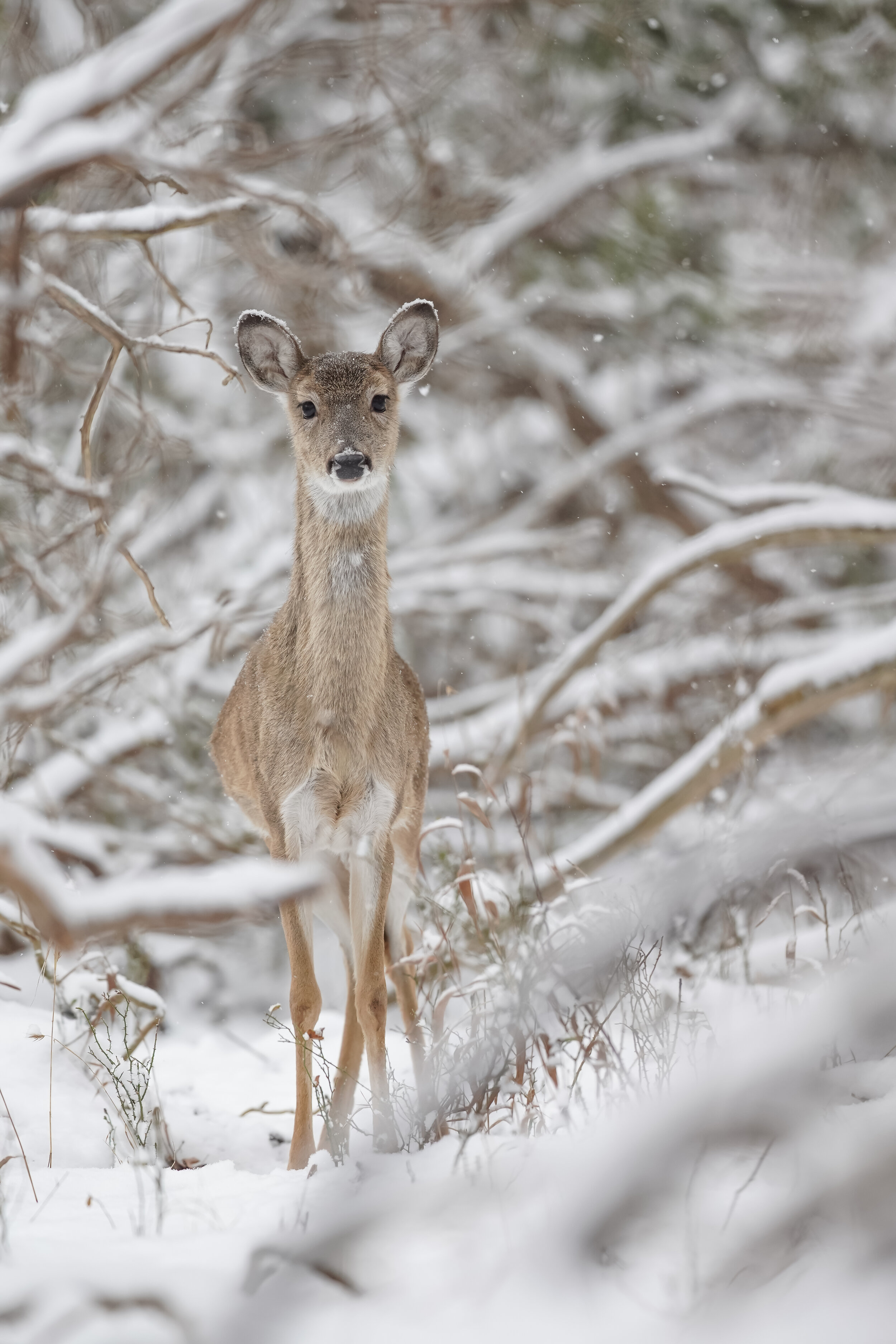 Snow and doe