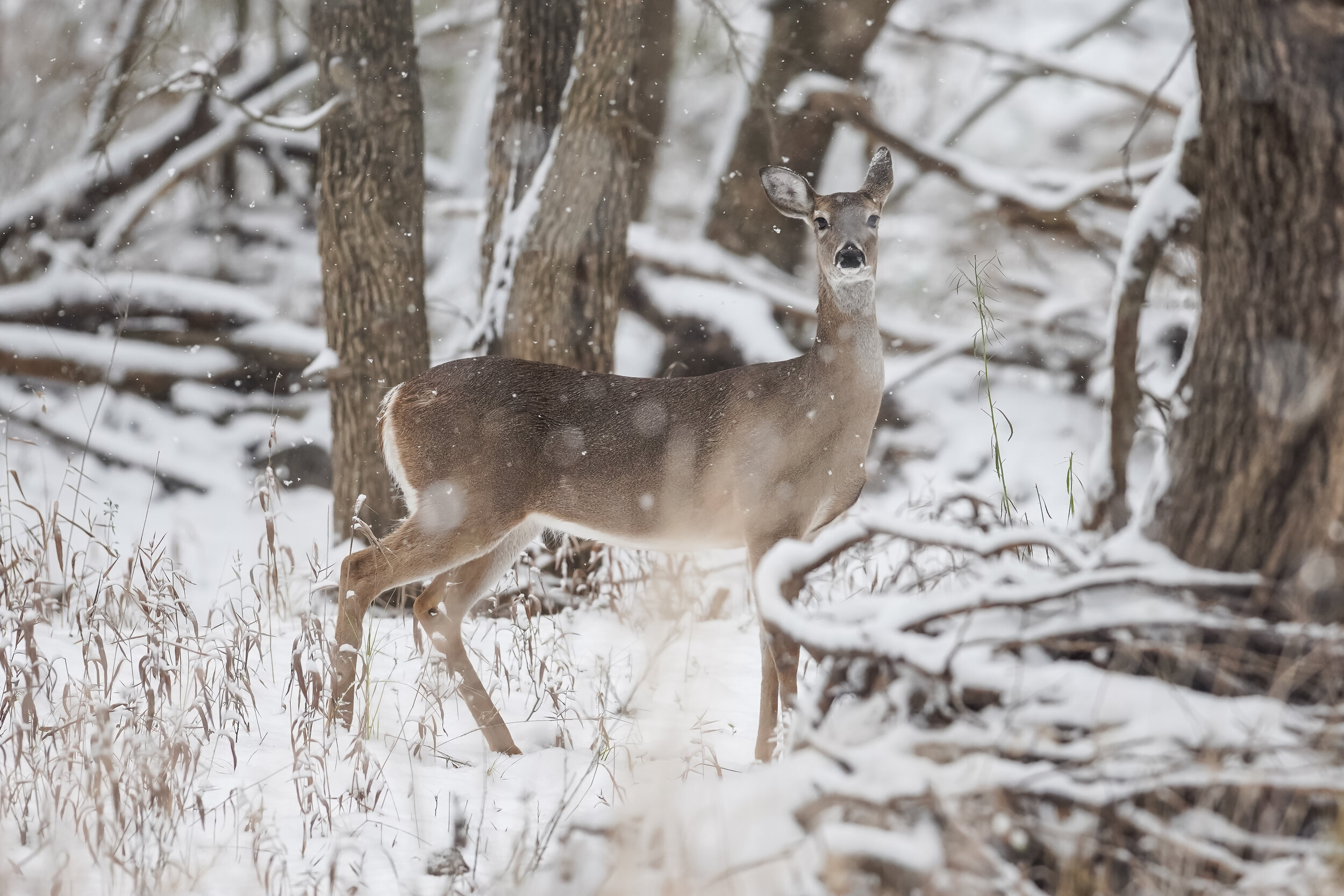 Snow scene, white-tailed doe