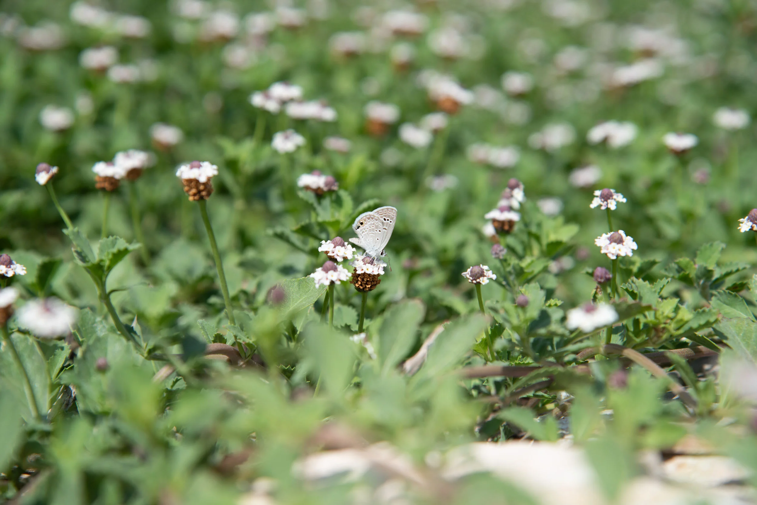 Virtual Nature Talk: Wildflowers &amp; Butterflies