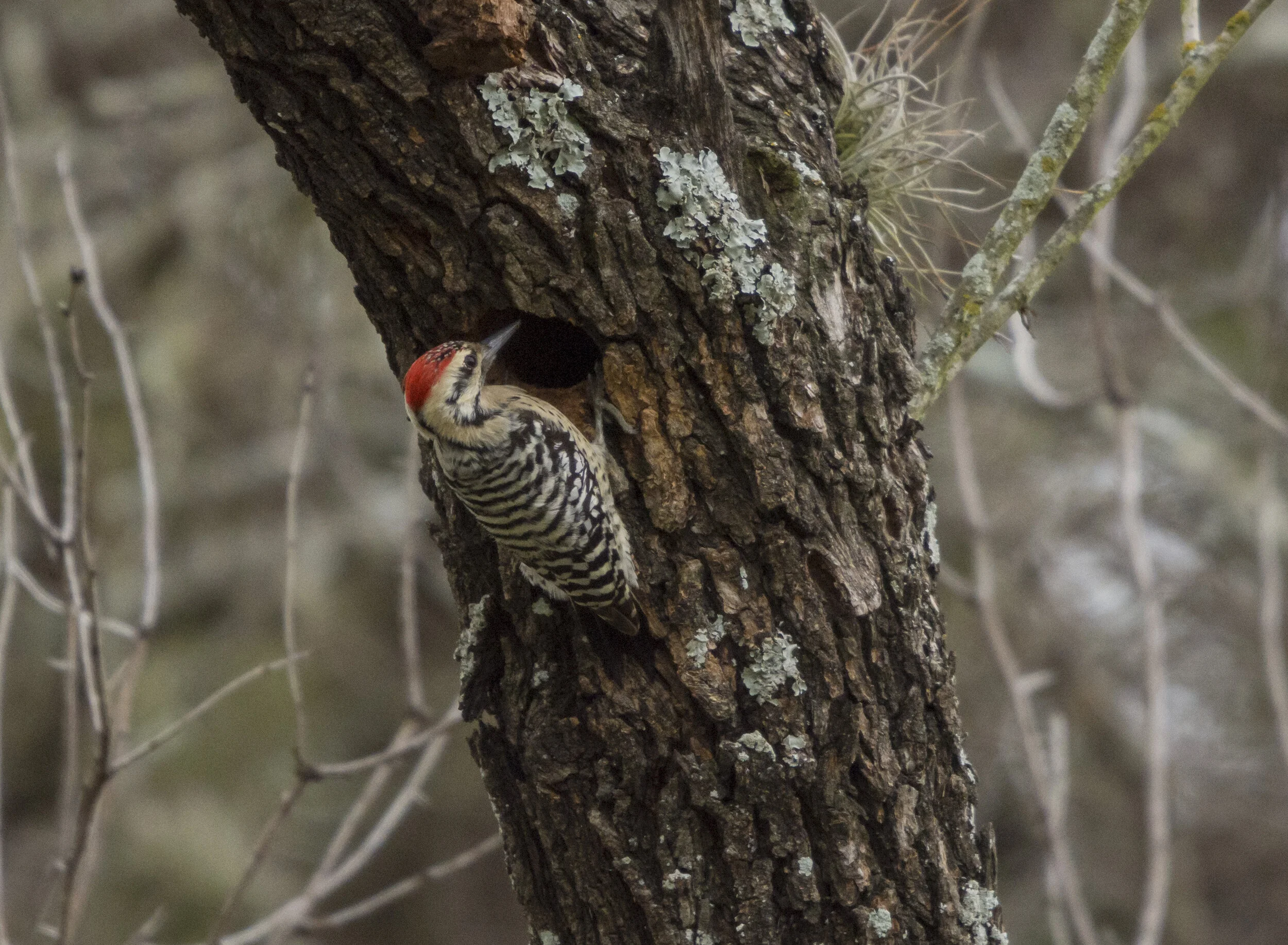 Ladder-backed Woodpecker