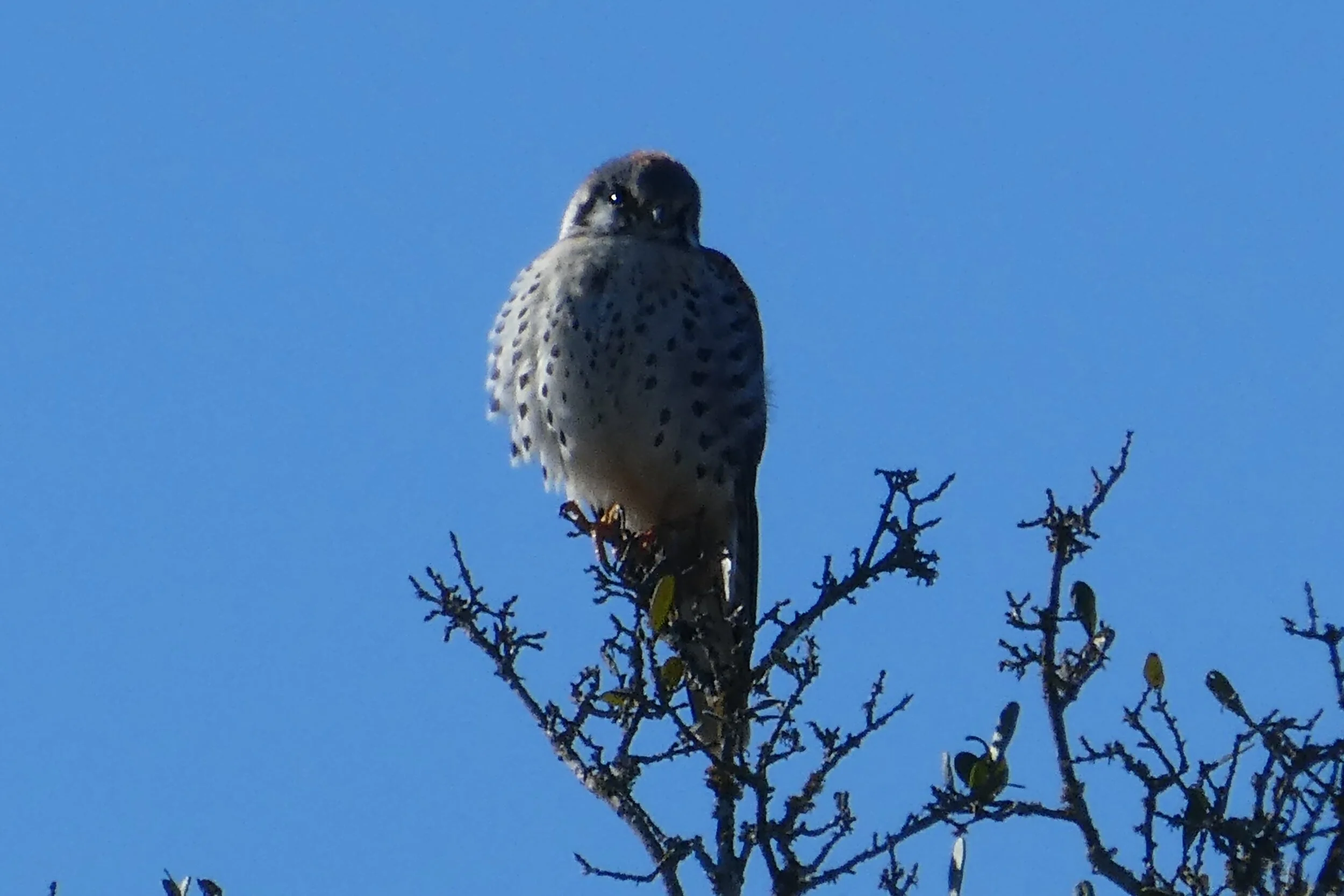 American Kestrel