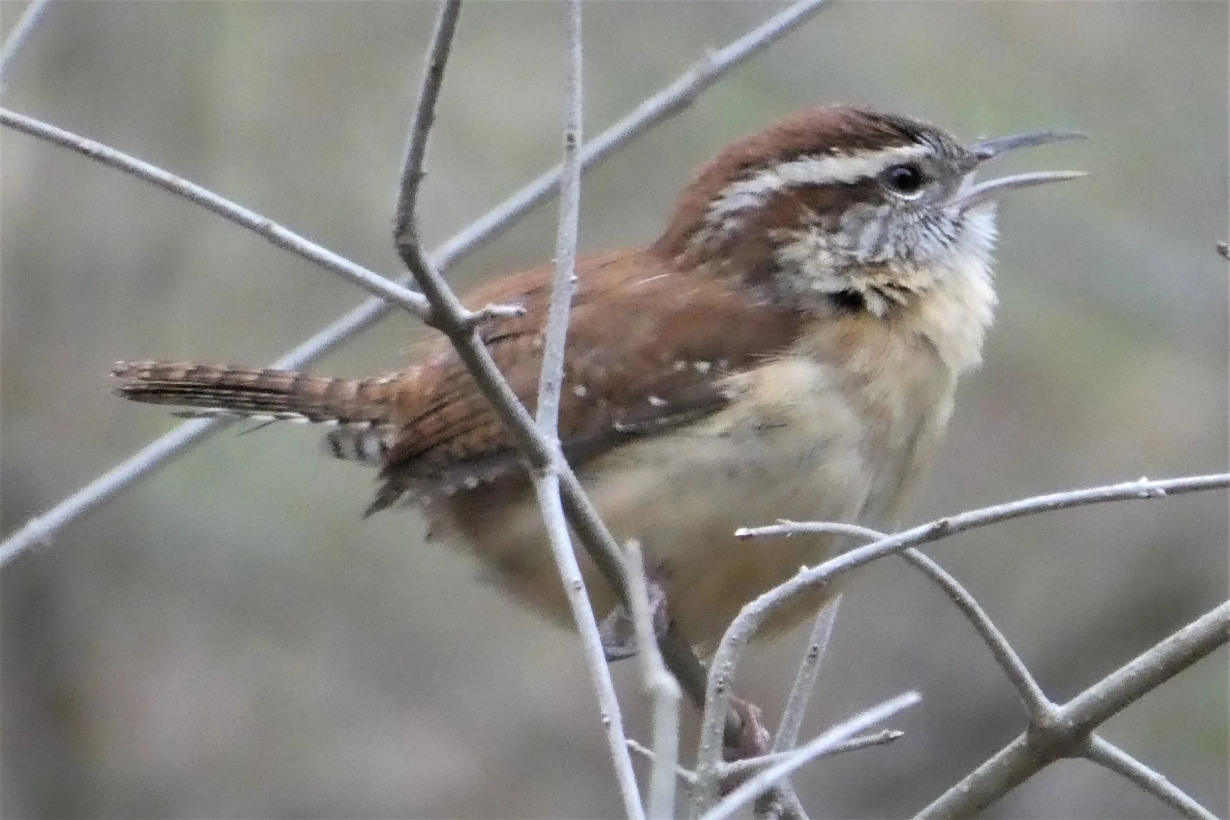 Carolina Wren