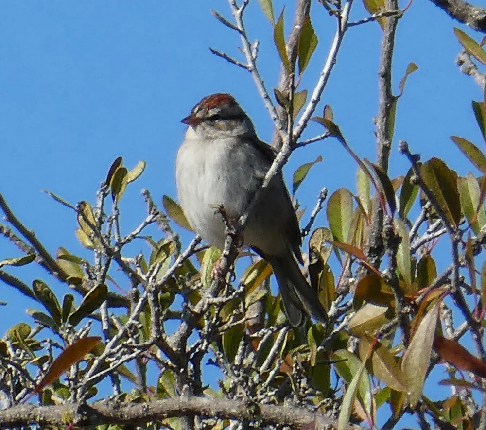 Chipping Sparrow