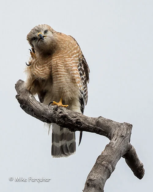 Red-shouldered Hawk