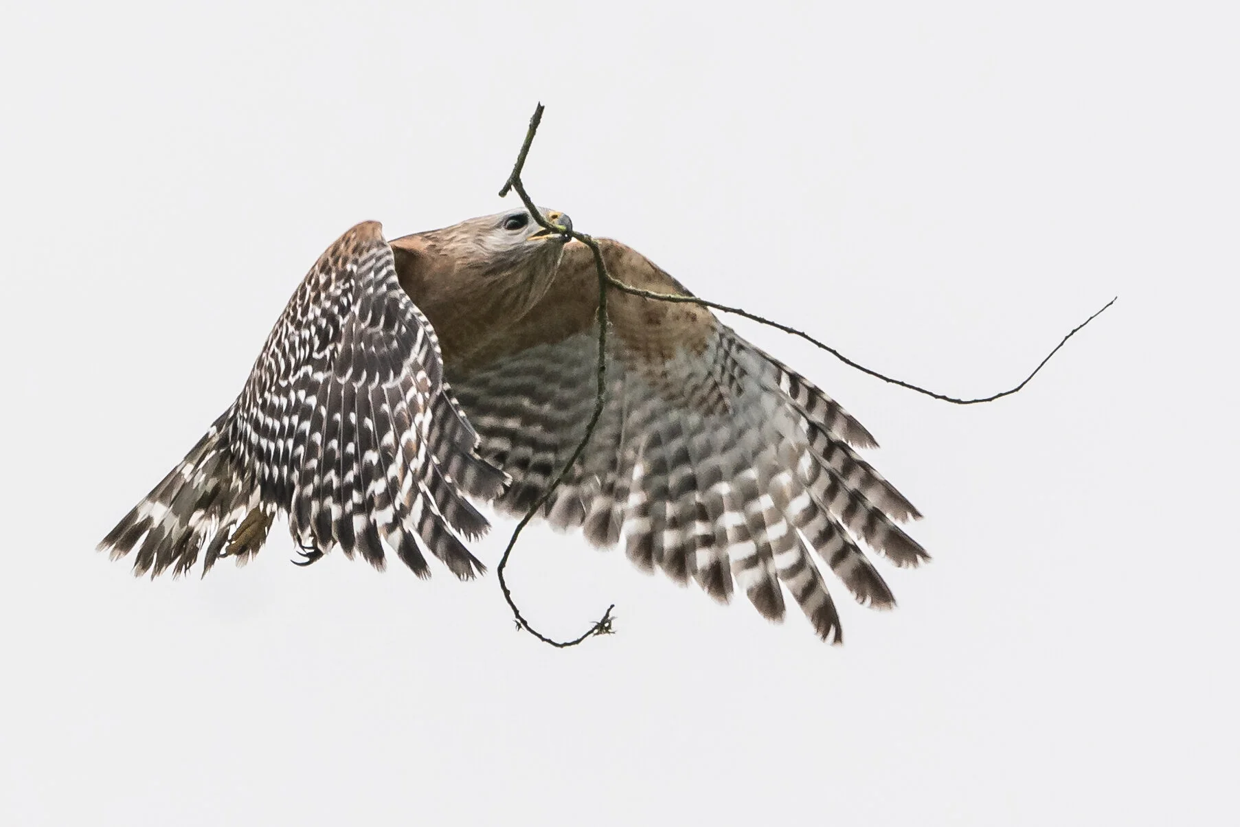 Red-shouldered Hawk