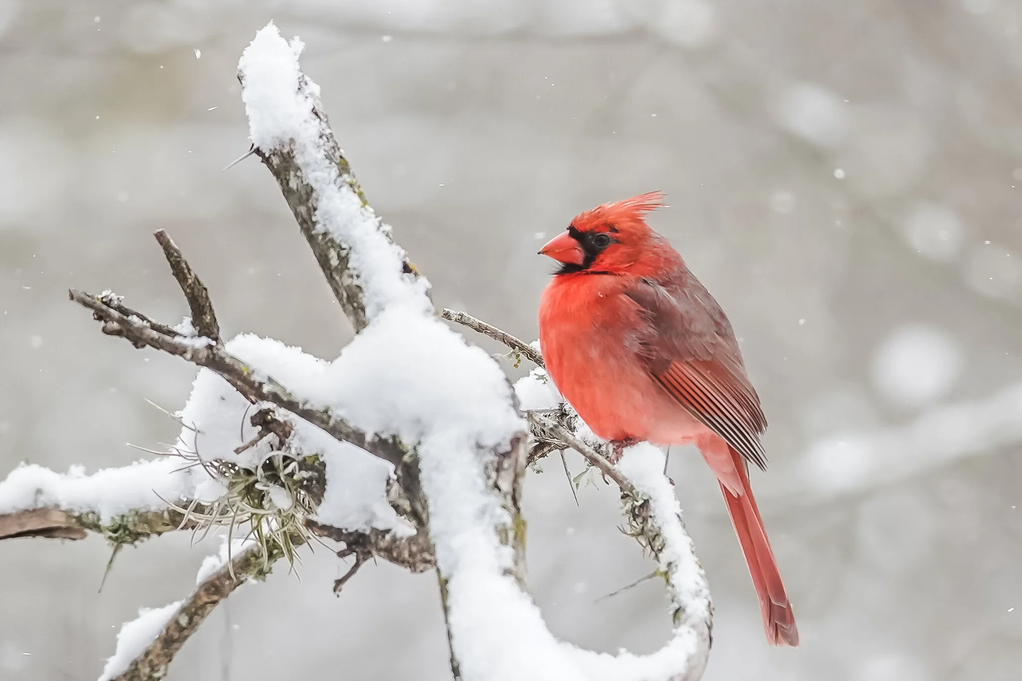 Northern Cardinal