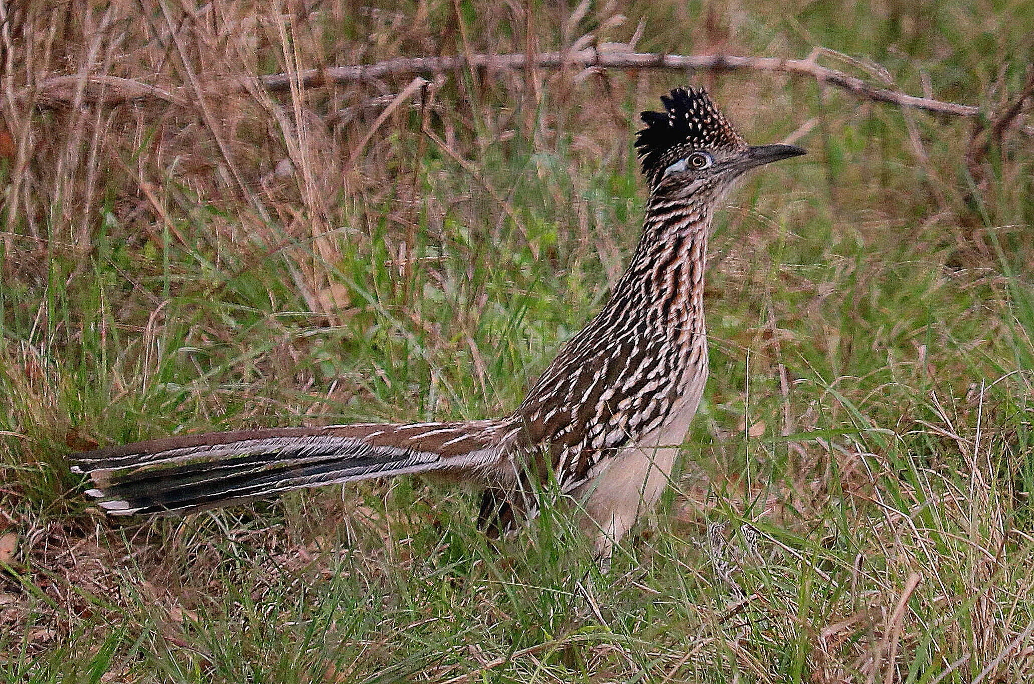 Greater Roadrunner