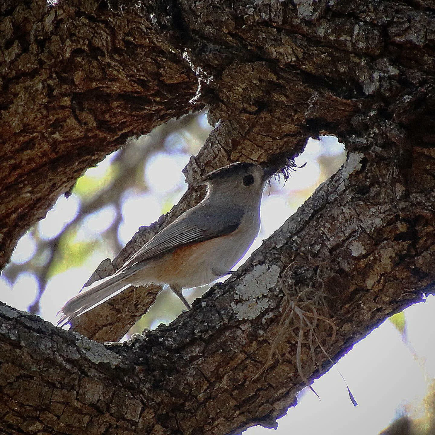 Black-crested Titmouse