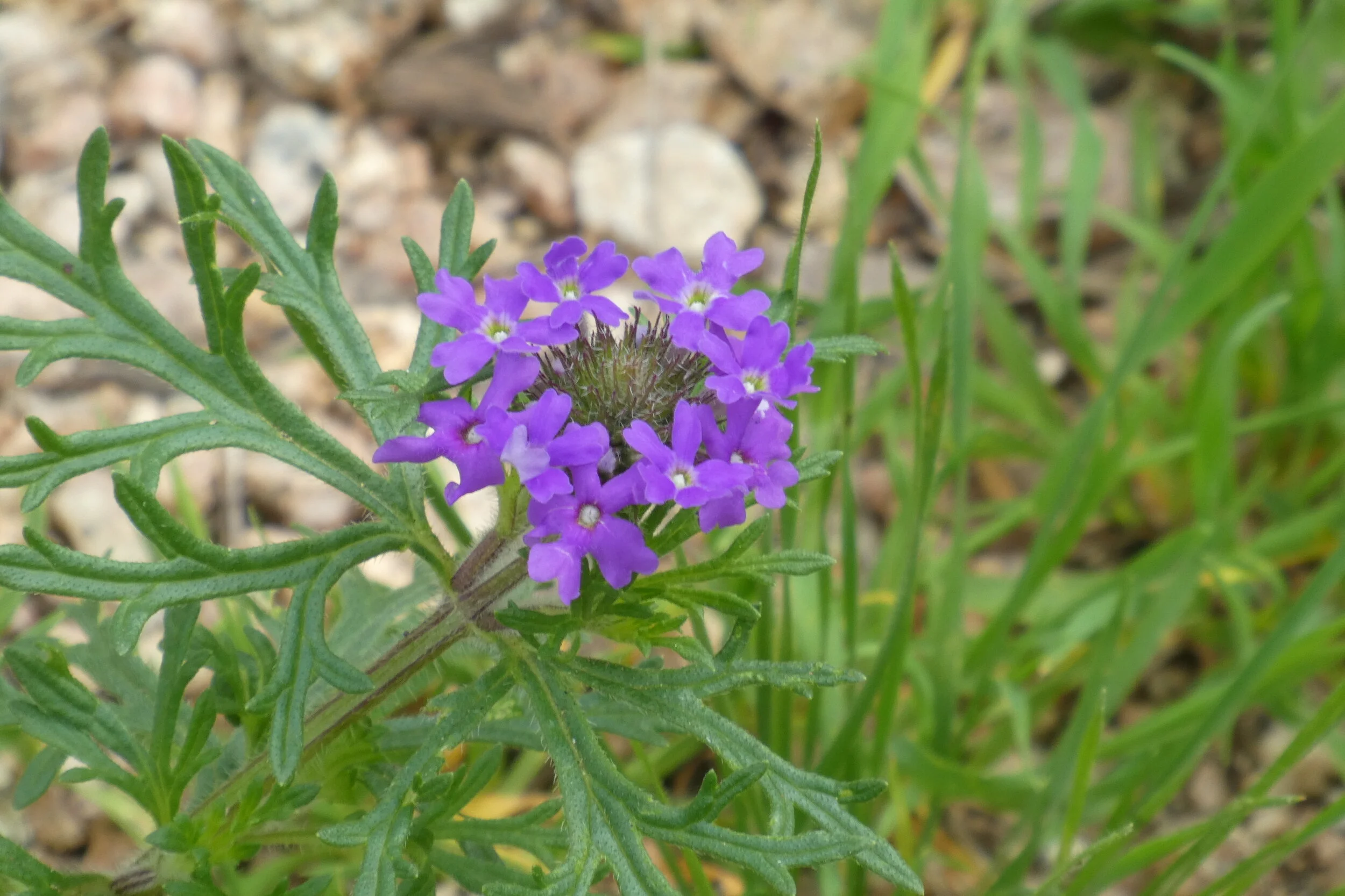 Virtual Art in the Park: Spring Flowers
