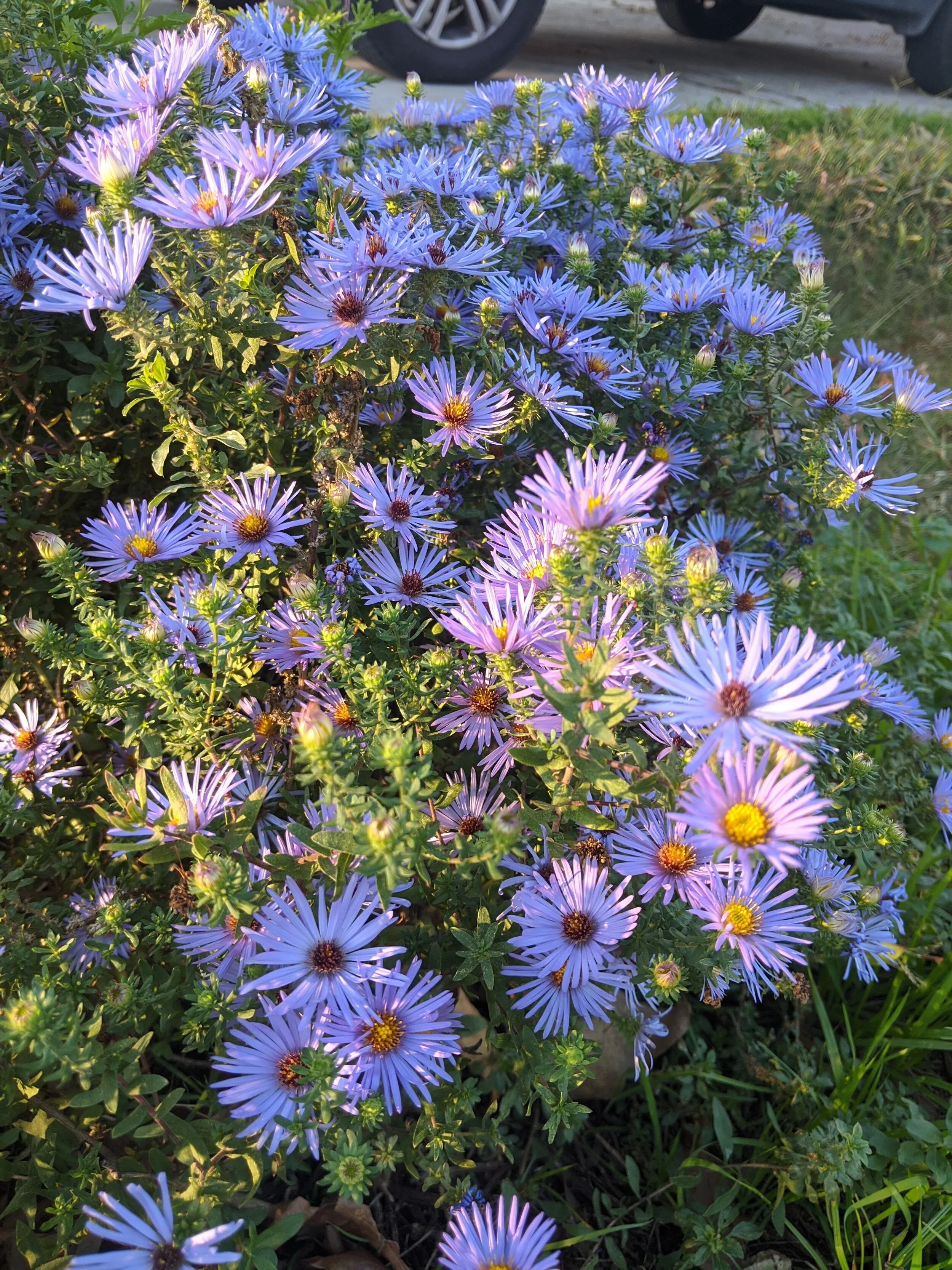BLC Nature Talk: Rain Gardens