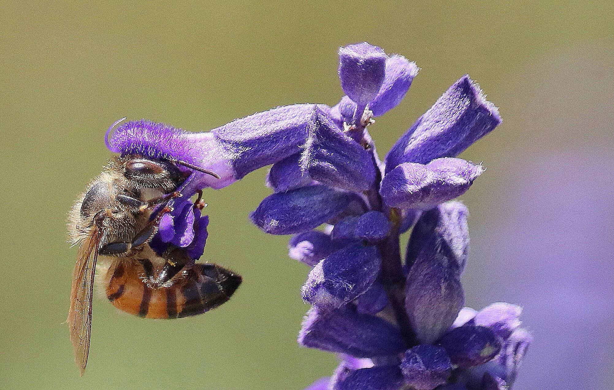 Virtual Nature Talk: Honey Bees and Native Bees: Who's Who?
