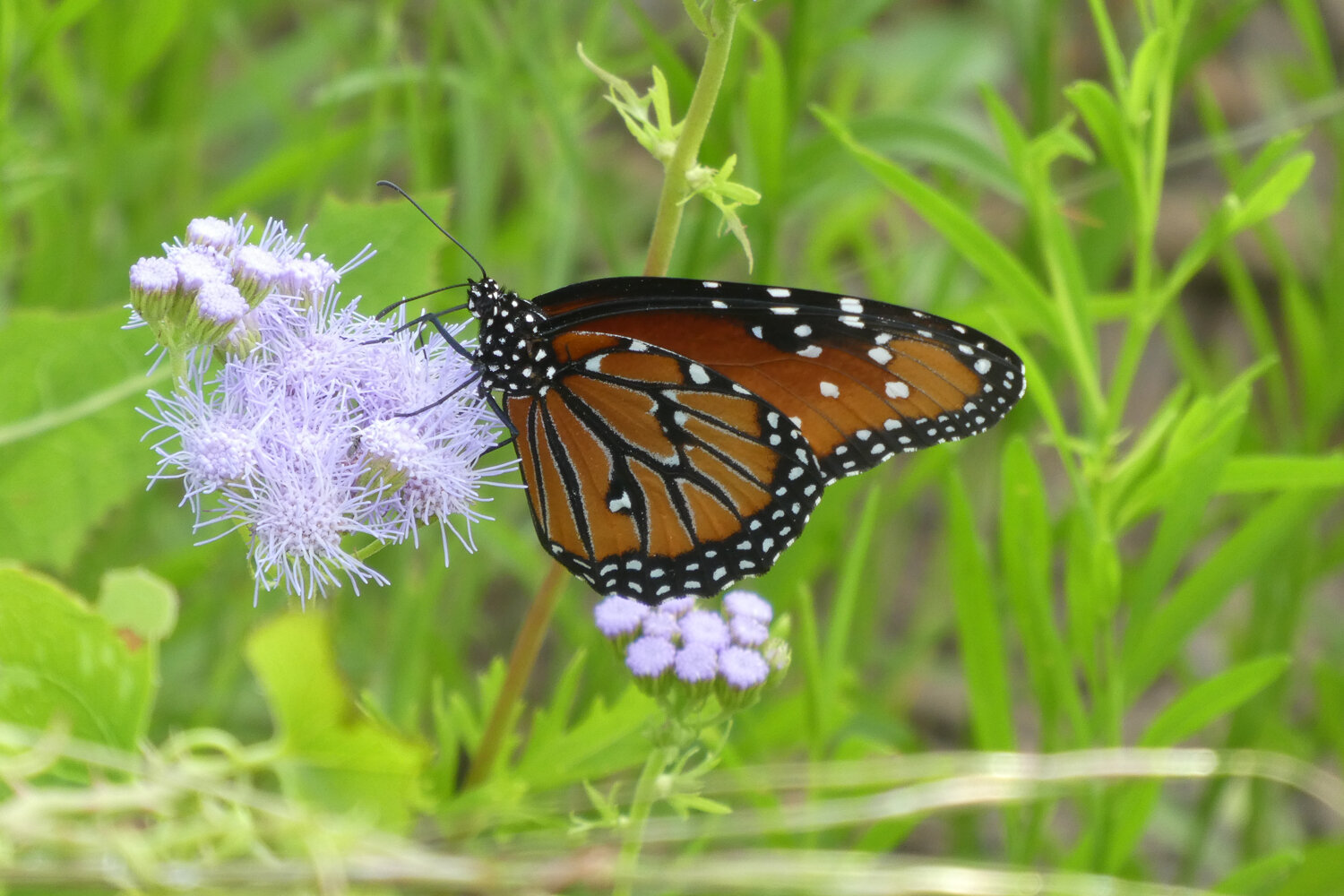 Virtual Talk: Native Plant Landscaping 