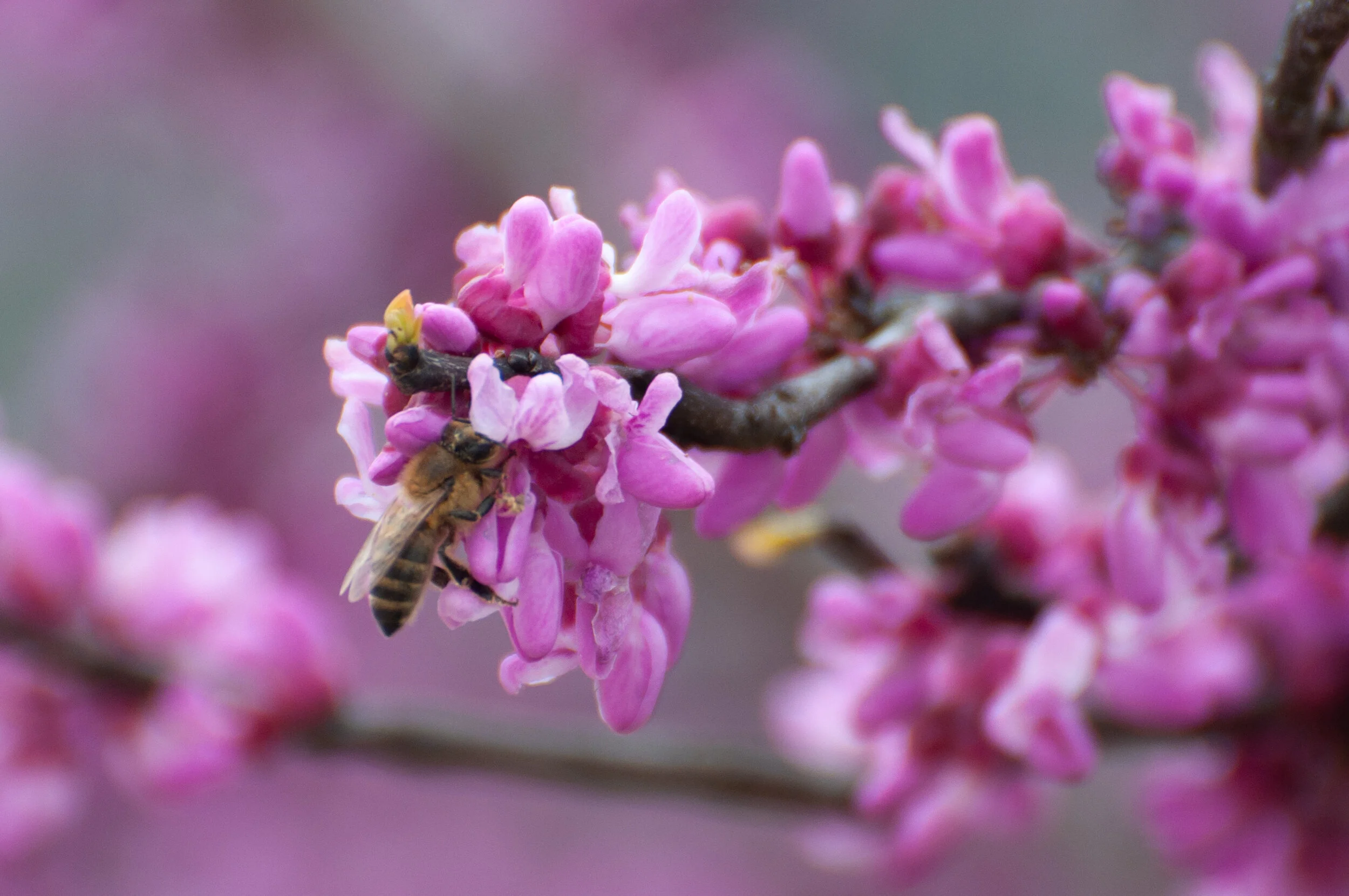Starting Out Wild: Bees