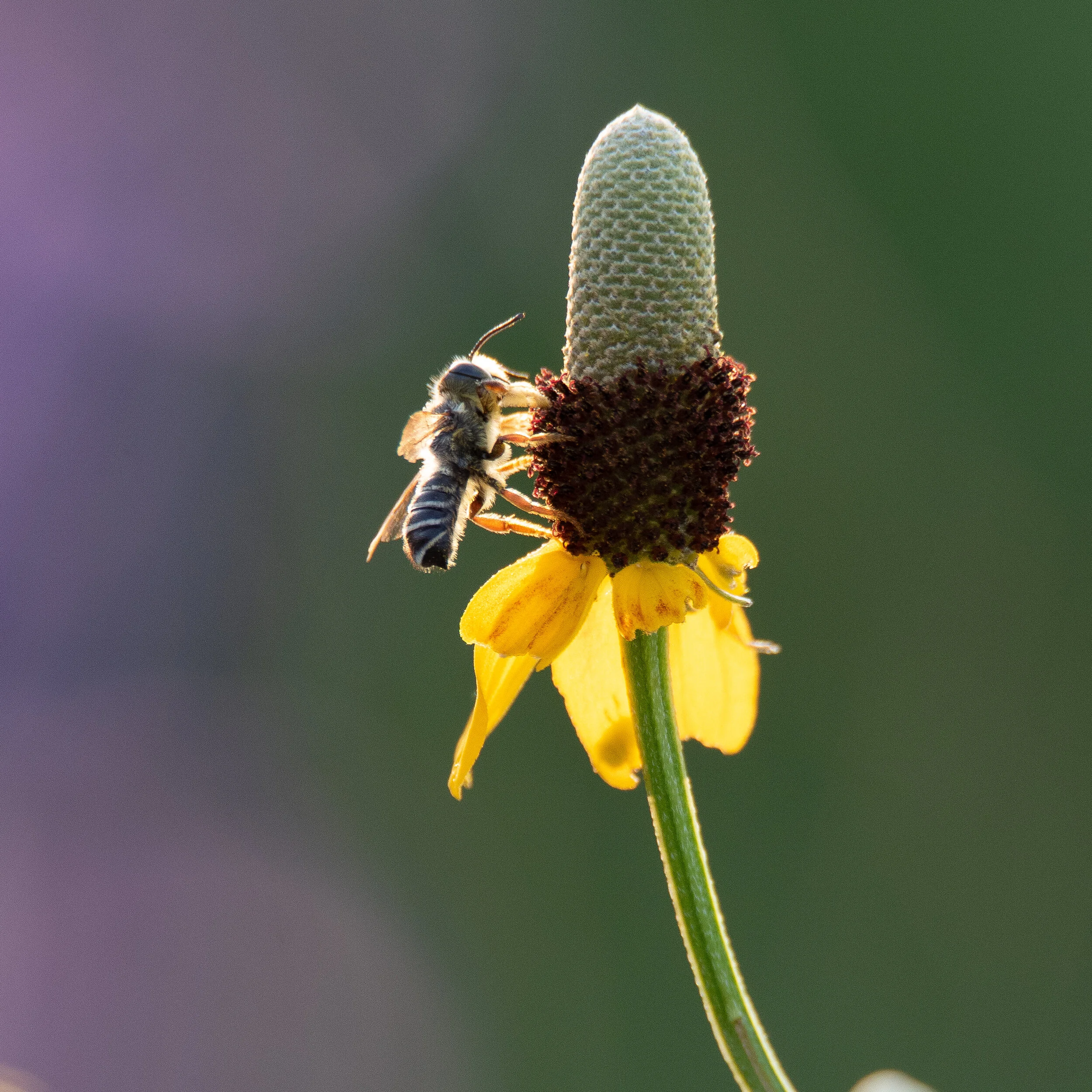 Growing Up Wild: Bees