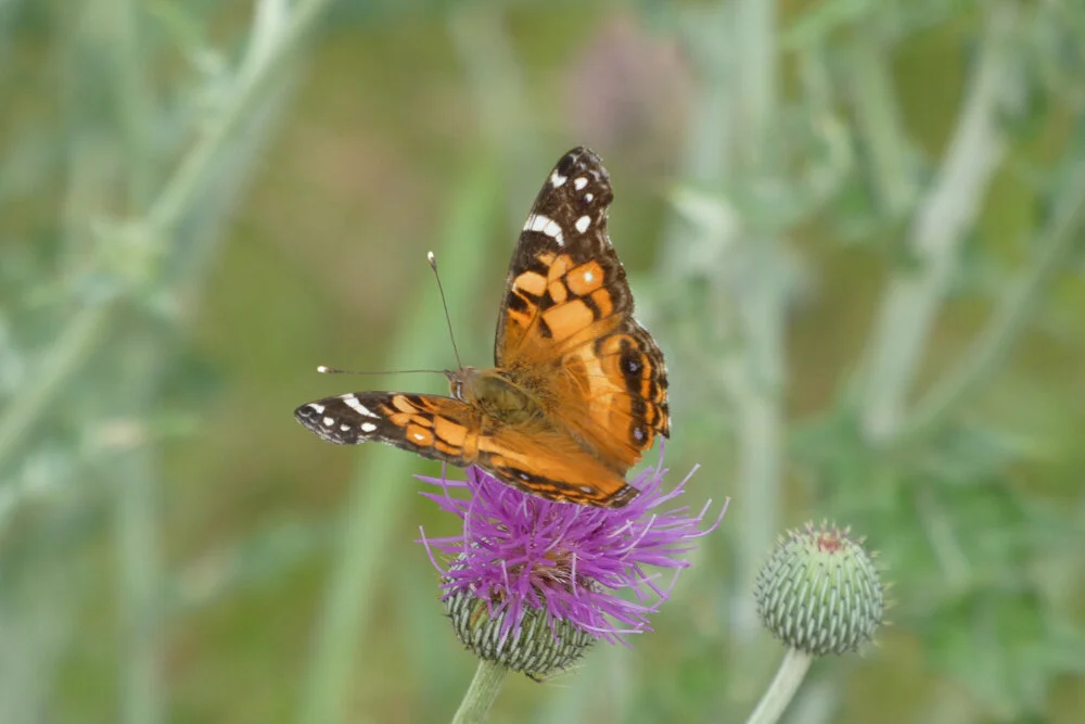 Virtual Nature Talk: Five San Antonio Butterflies You Should Know