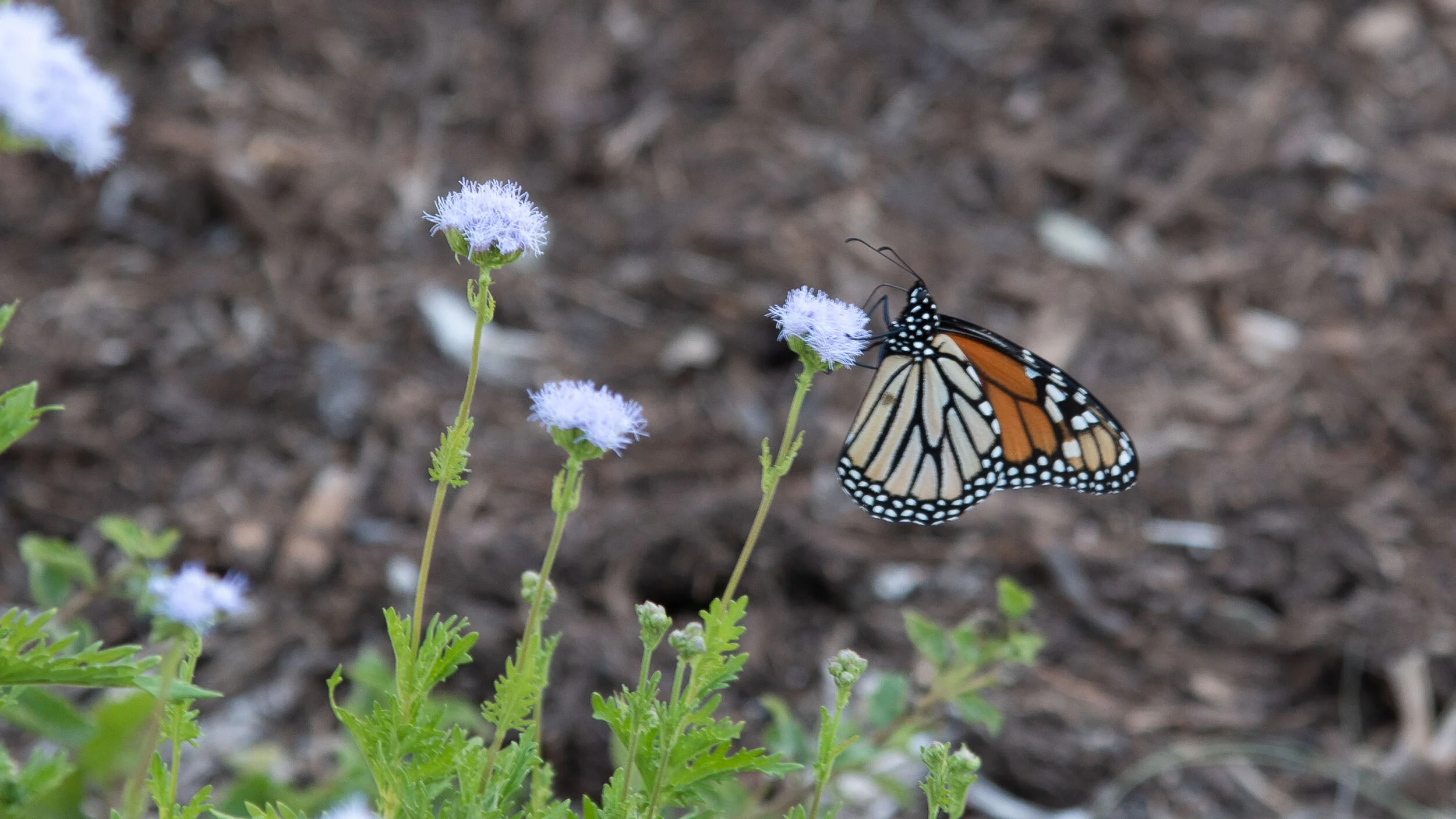 Virtual Nature Talk: Monarchs and Migration