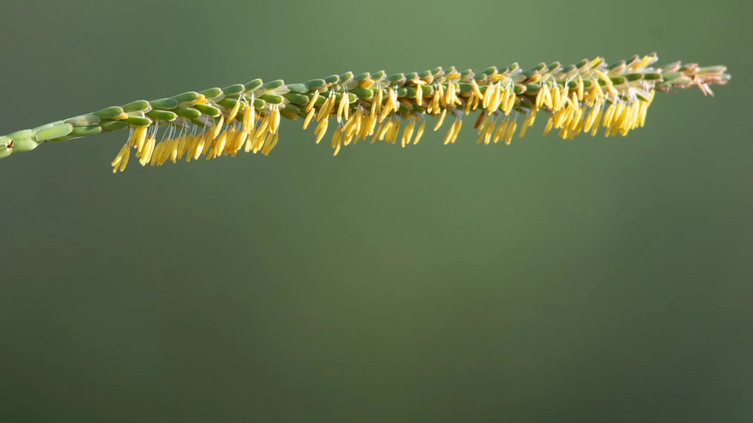 Virtual Nature Talk: Grasses of Hardberger Park