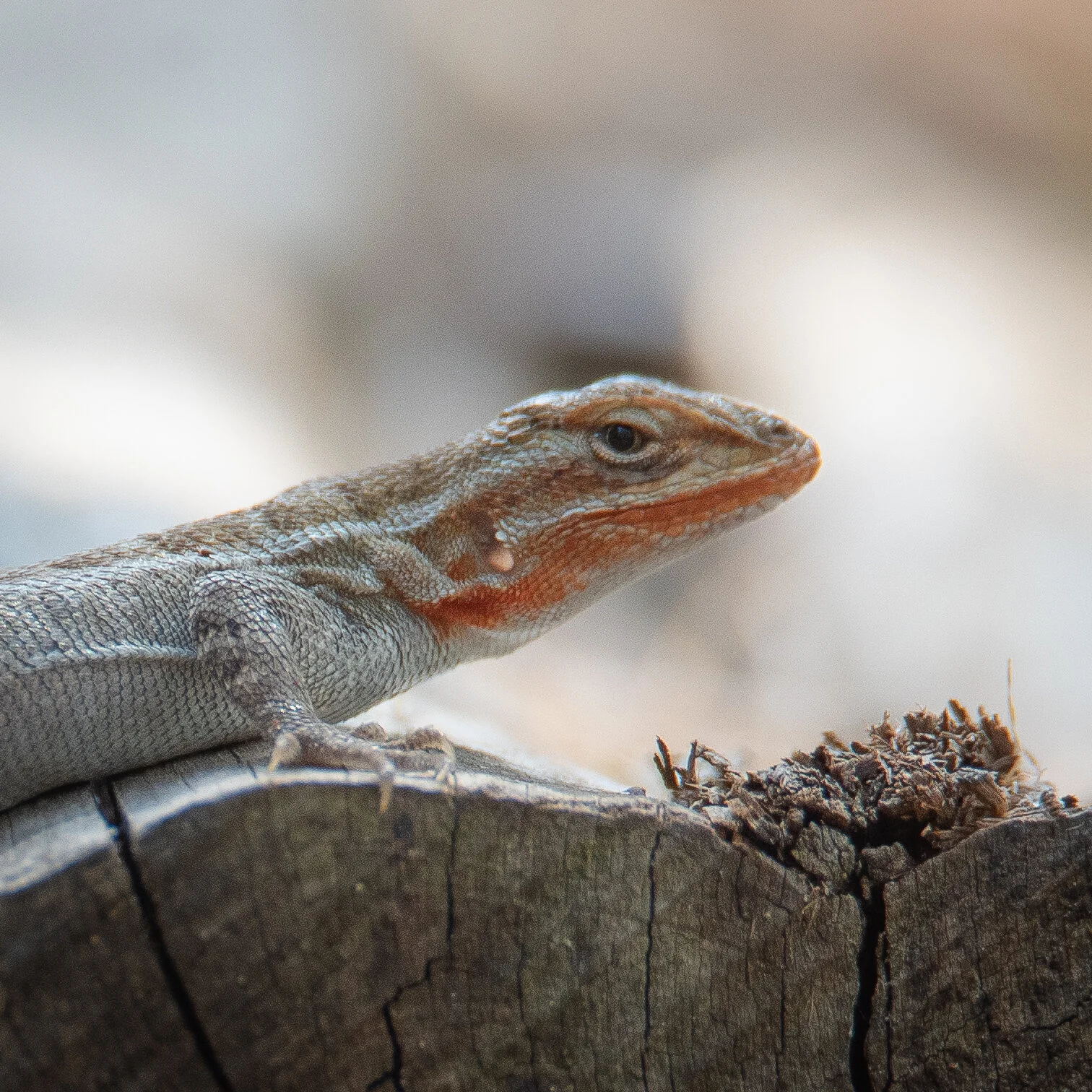 Growing Up Wild: Lizards