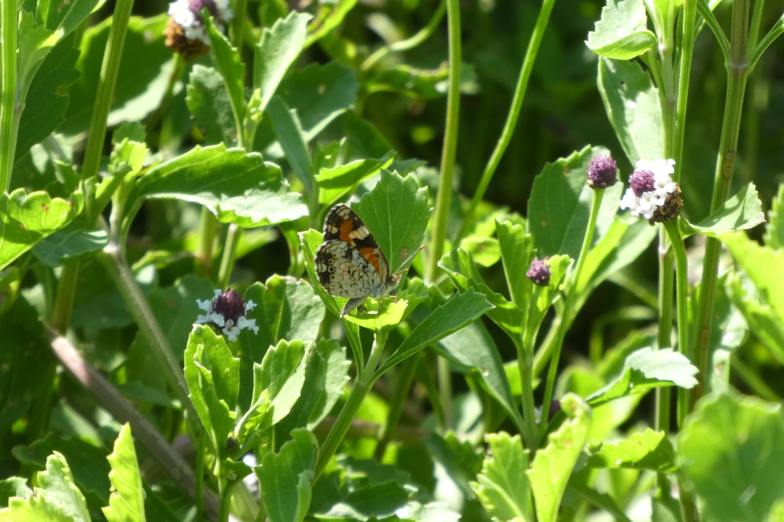 Pollinators in the Garden