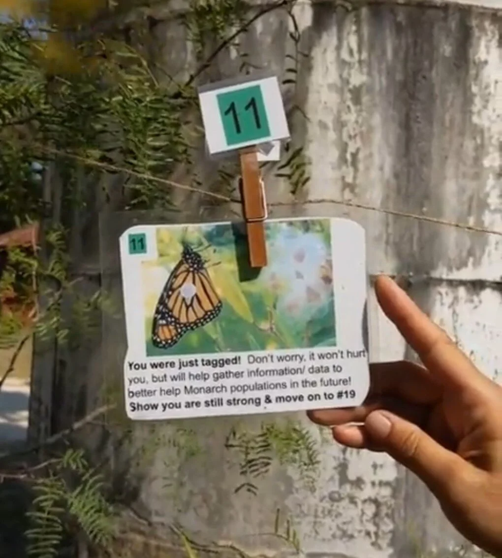 Fall Monarch Migration Game
