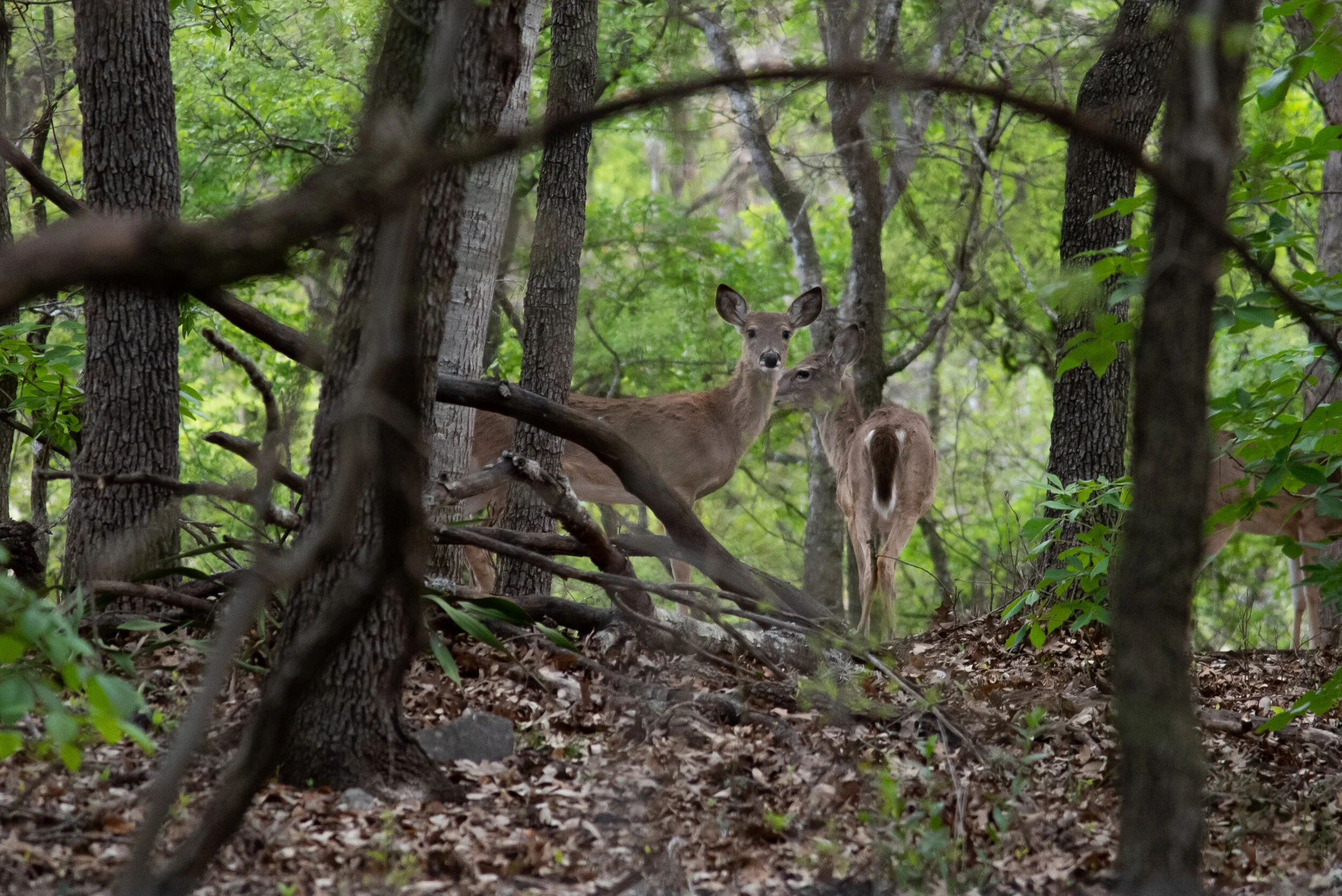 Virtual Nature Walk: Wildlife of Phil Hardberger Park