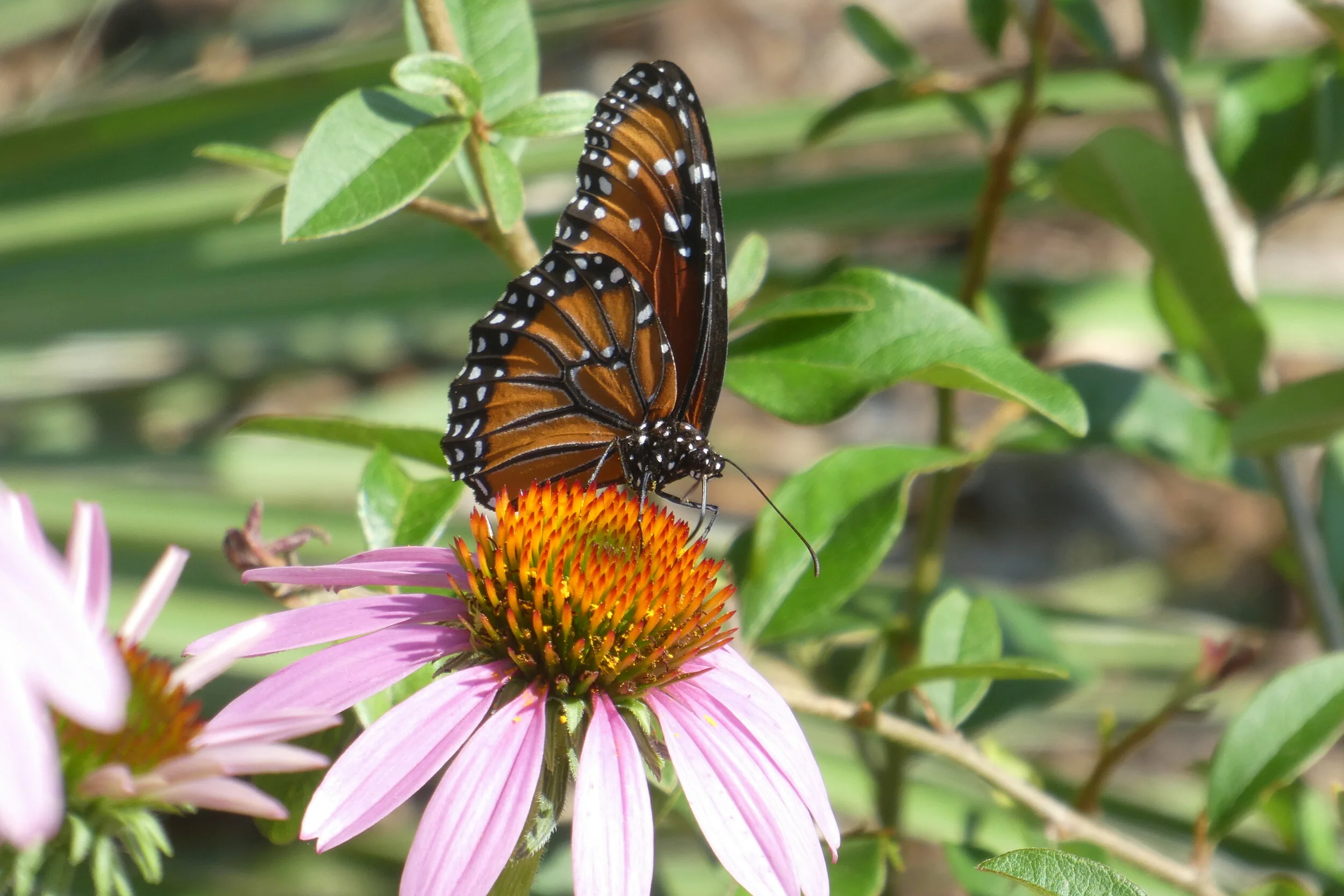 Virtual Nature Talk: Five San Antonio Butterflies You Should Know
